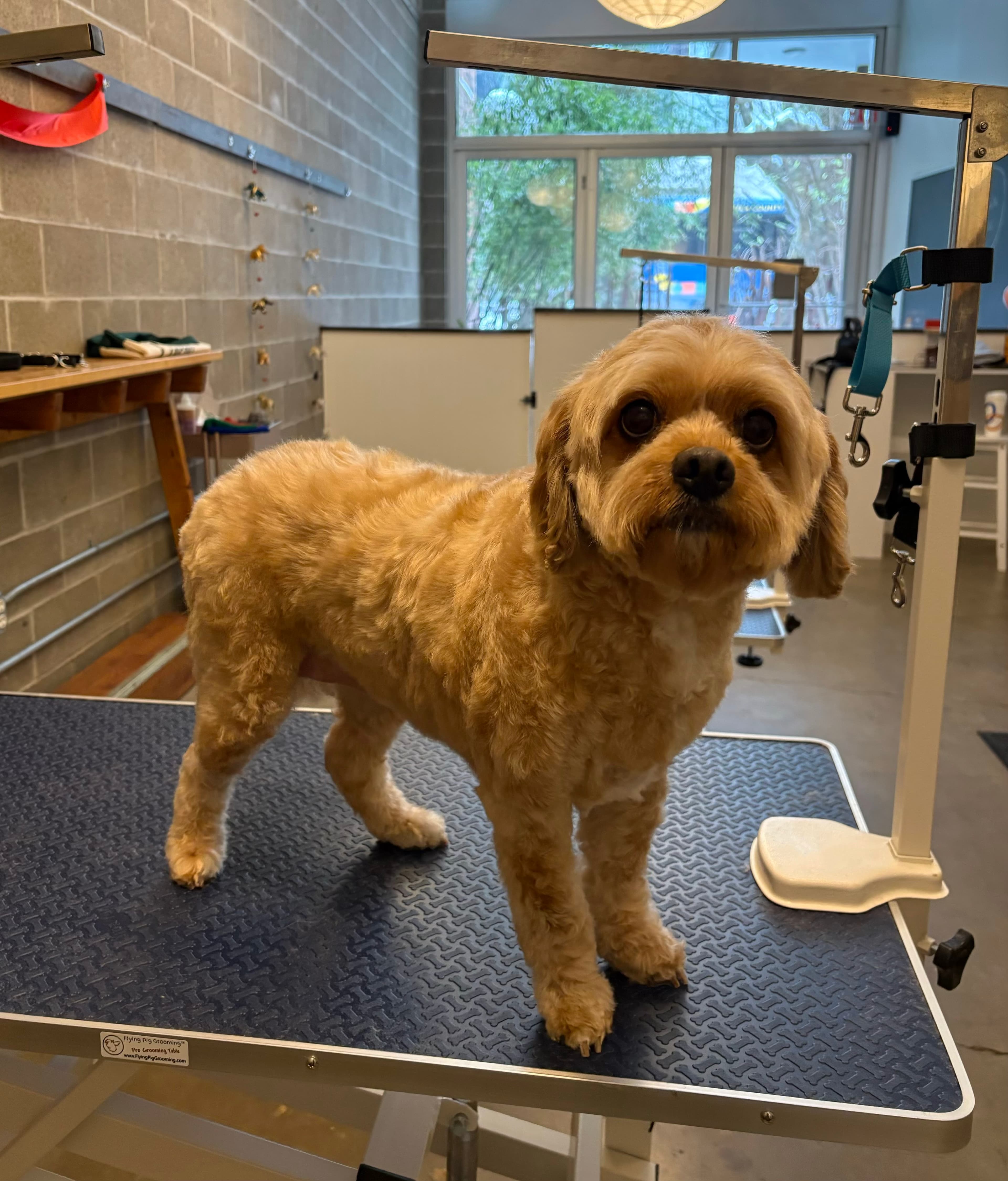 Keeta's Pet Salon - Pet groomer in Pittsburgh, PA