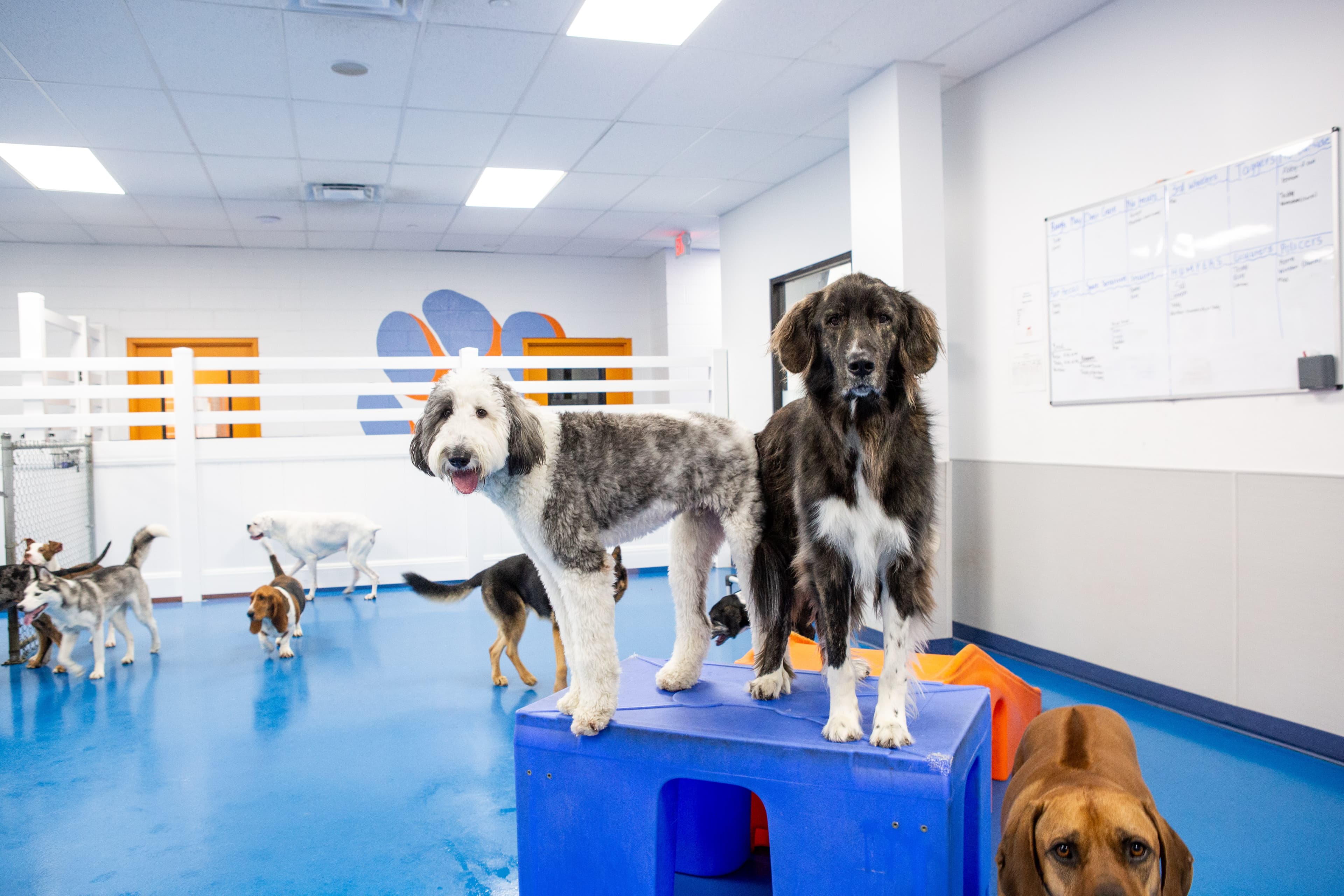 Canine To Five - Pet groomer in Detroit, MI