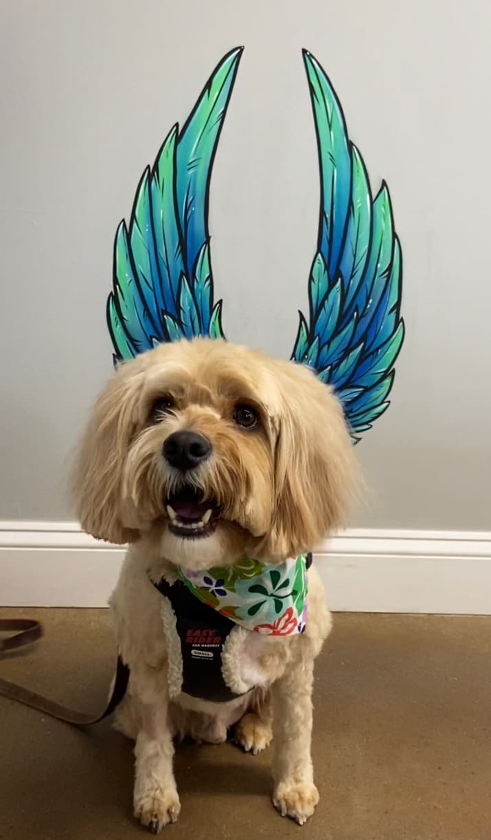CLE Unleashed - Pet groomer in North Olmsted, OH