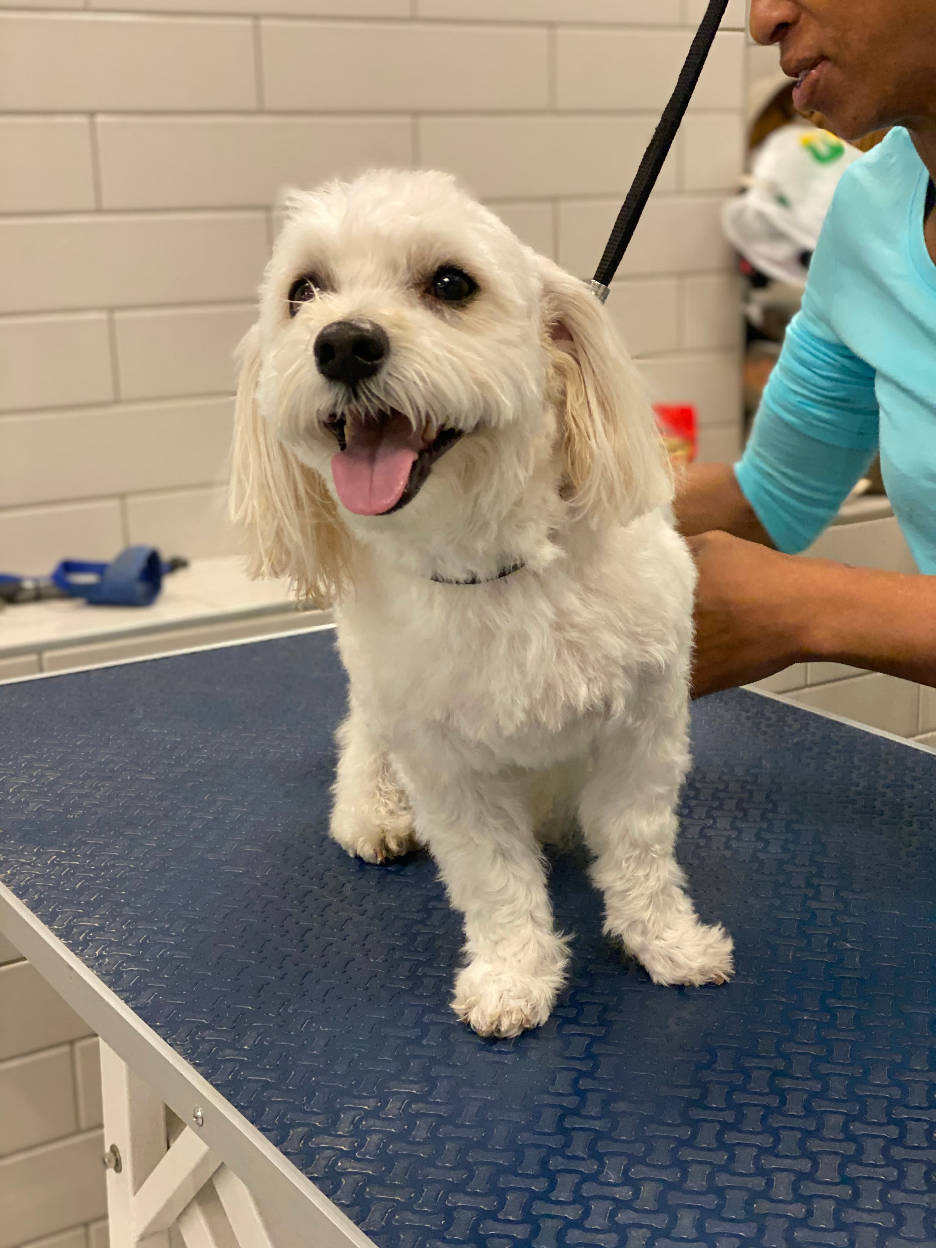 Pack Leaders ATL - Pet groomer in Atlanta, GA