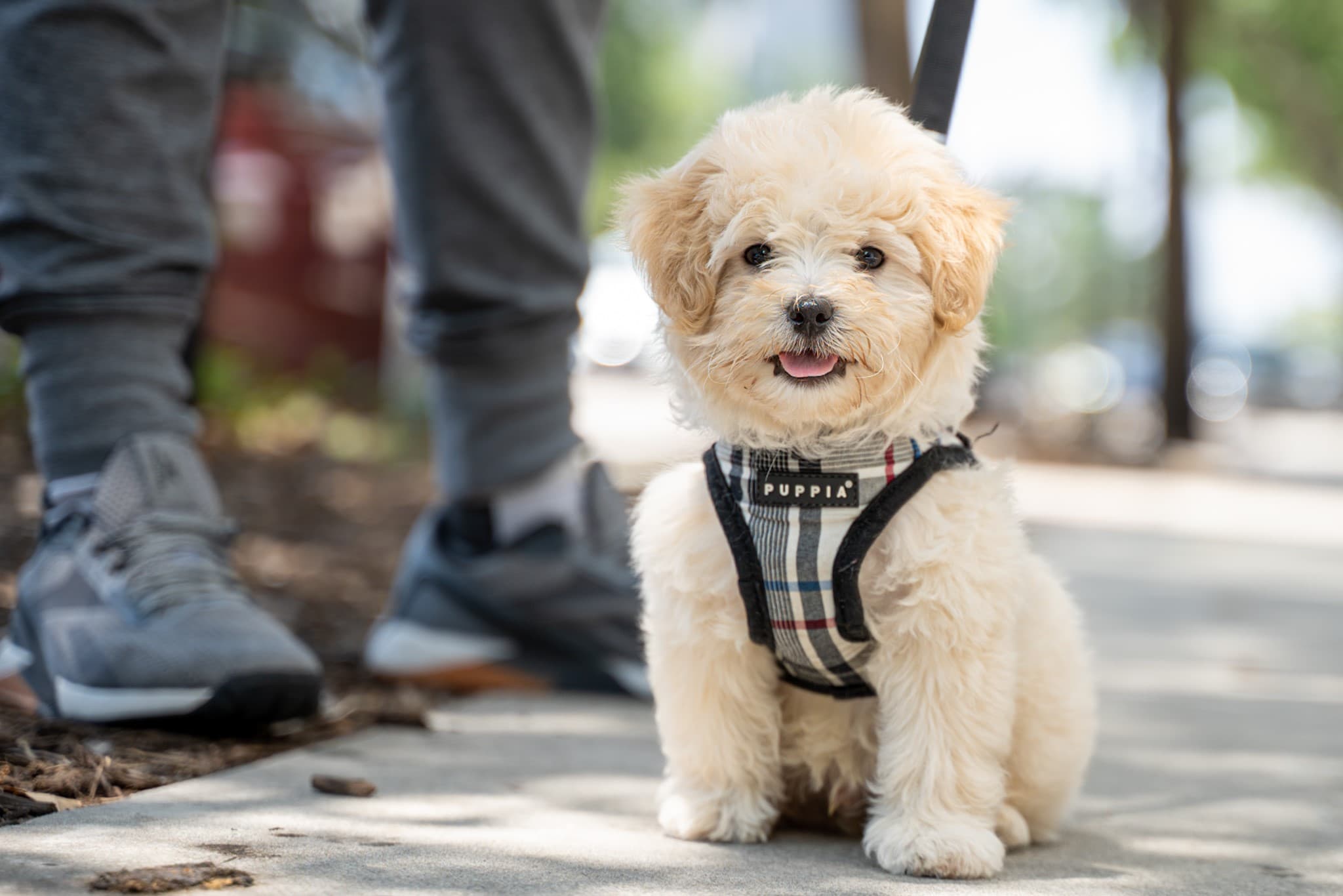 UrbanWagz - Pet Grooming, Boarding and Training - Pet groomer in Tampa, FL