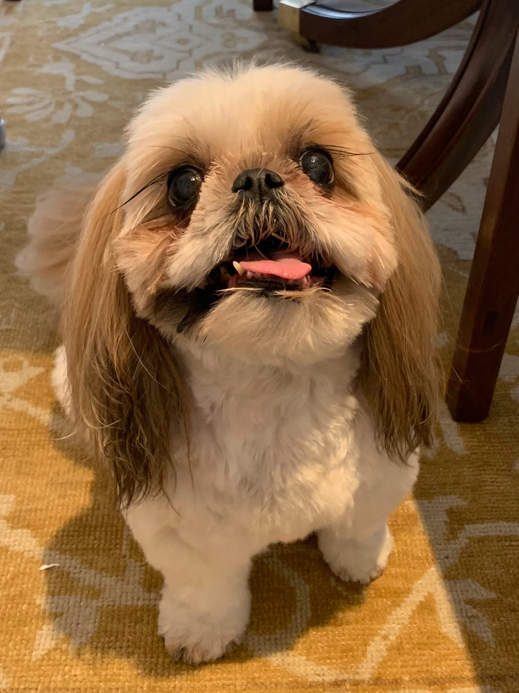 A1 Pet Grooming - Pet groomer in New York, NY