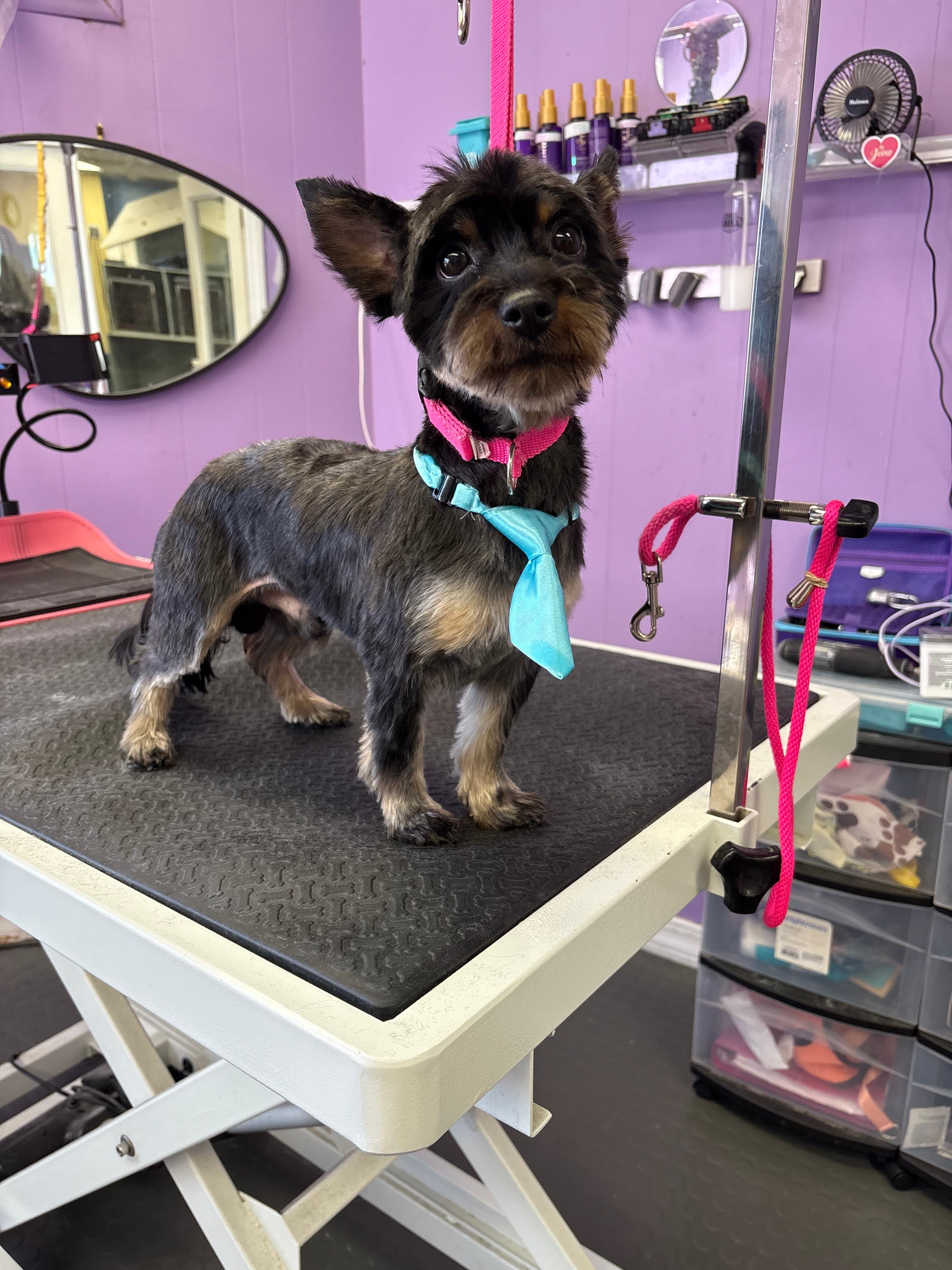 Pet Spa - Pet groomer in Somerville, MA