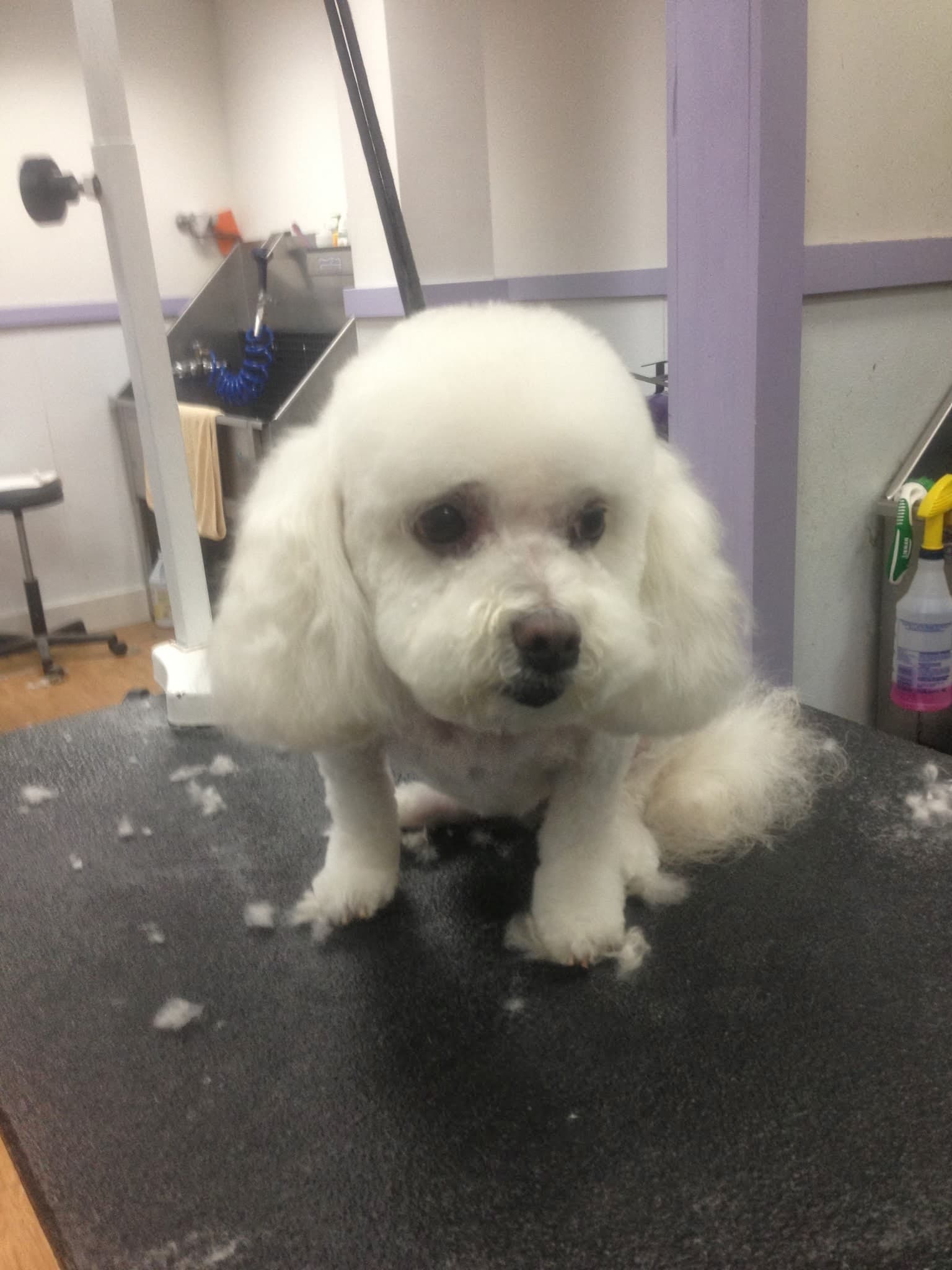 Doggy street Dog Grooming - Pet groomer in Flushing, NY