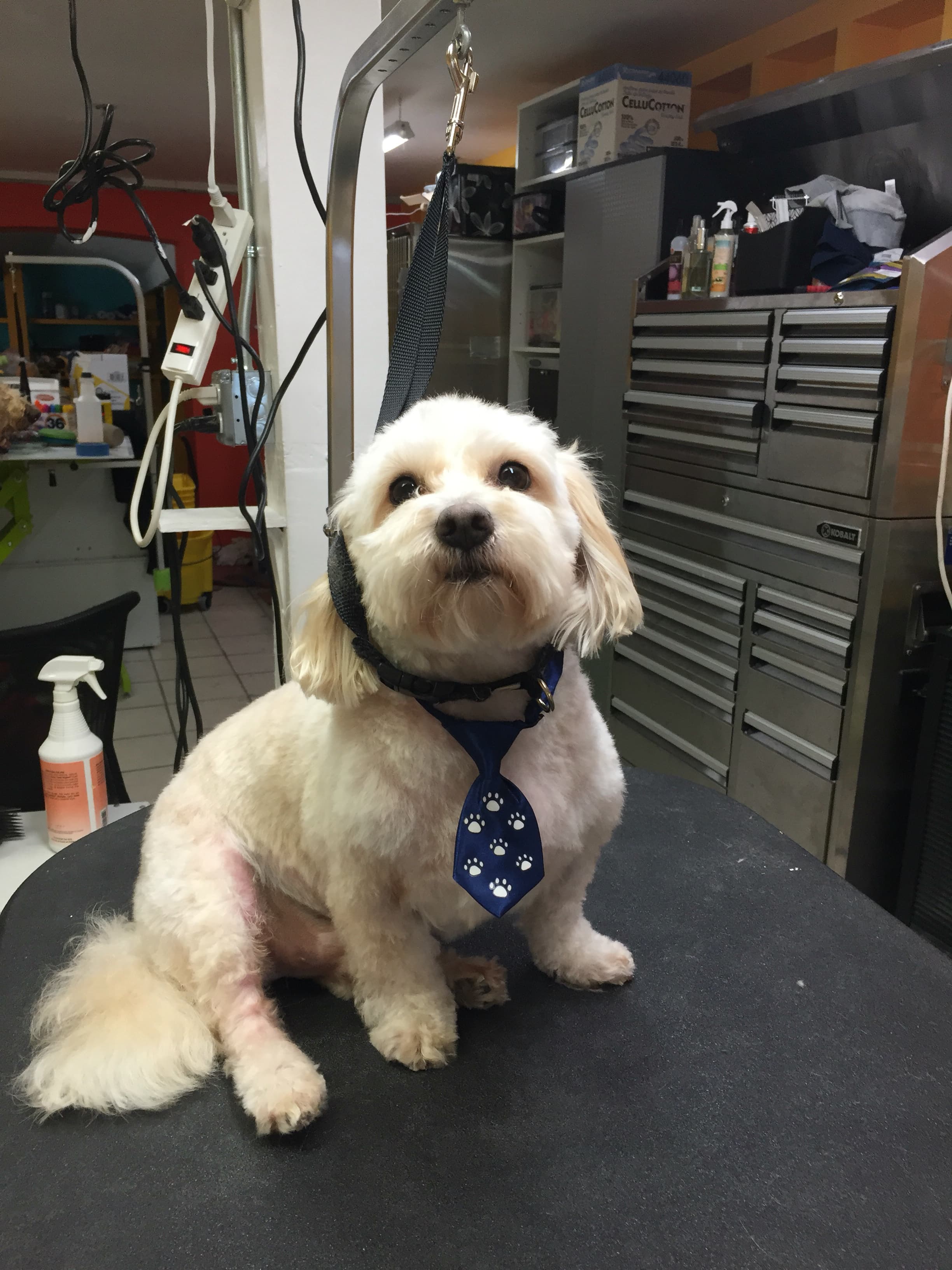 Doggie Day Spaw - Pet groomer in San Francisco, CA