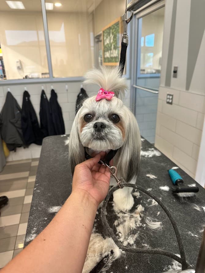 Pawsitive Grooming LLC - Pet groomer in Portland, OR