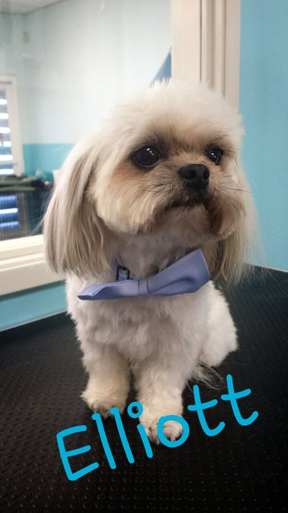 Blue Pooch Dog Grooming - Pet groomer in Los Angeles, CA