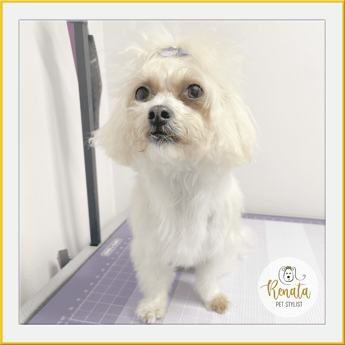 Renata Pet Stylist - Pet groomer in Long Island City, NY