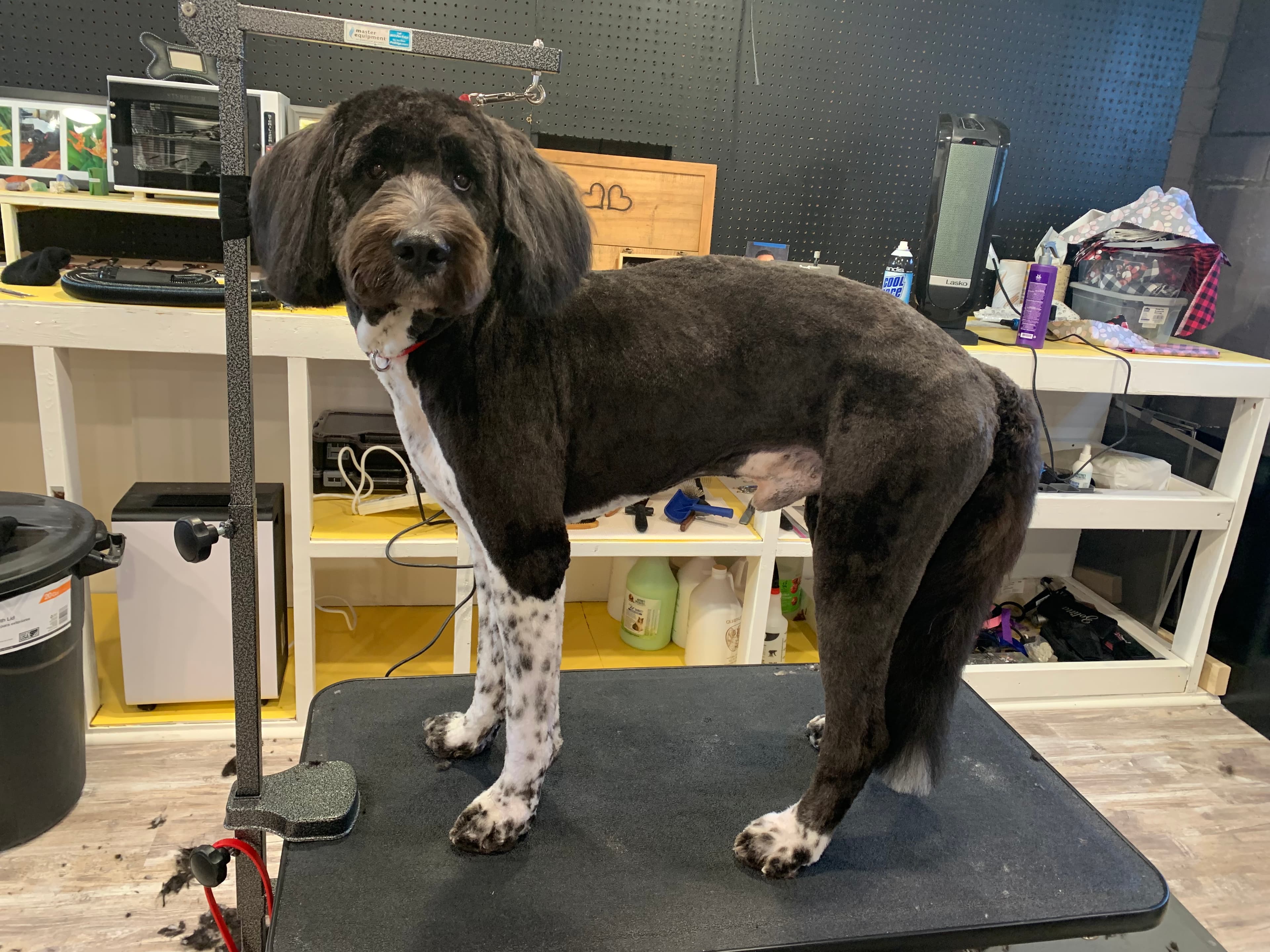TruNorth Pet Styling - Pet groomer in Robbinsdale, MN