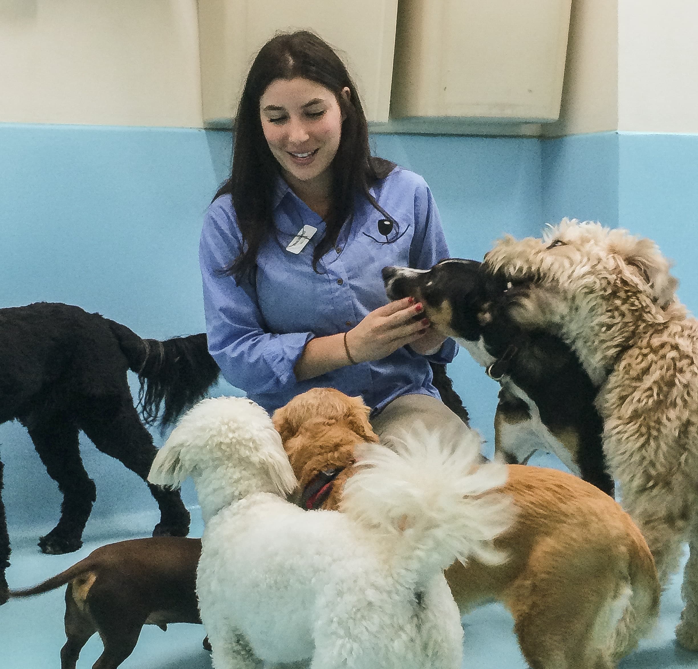 Biscuits & Bath - Park Ave - Pet groomer in New York, NY