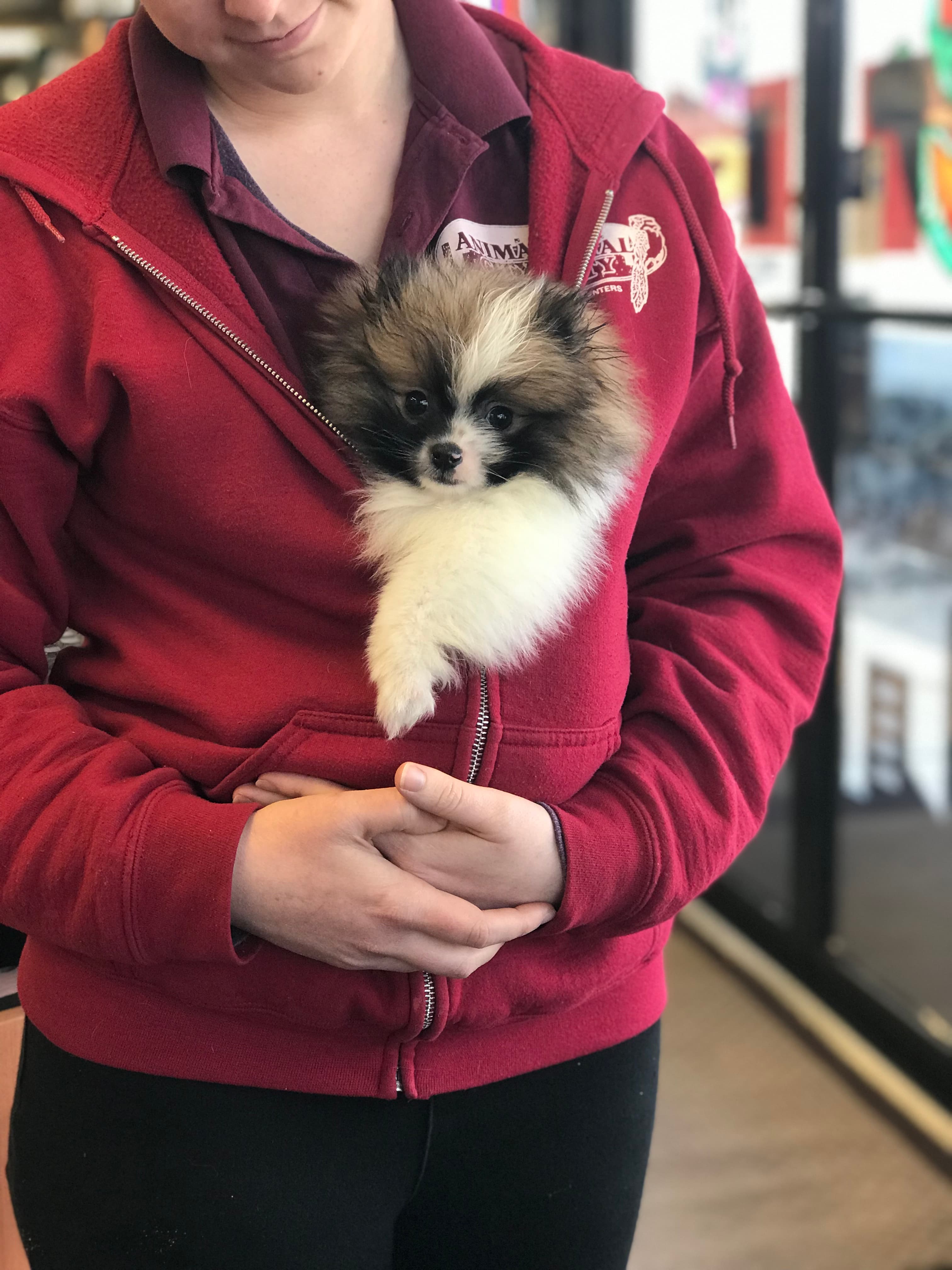 Animal City Pet center - Pet groomer in Murfreesboro, TN