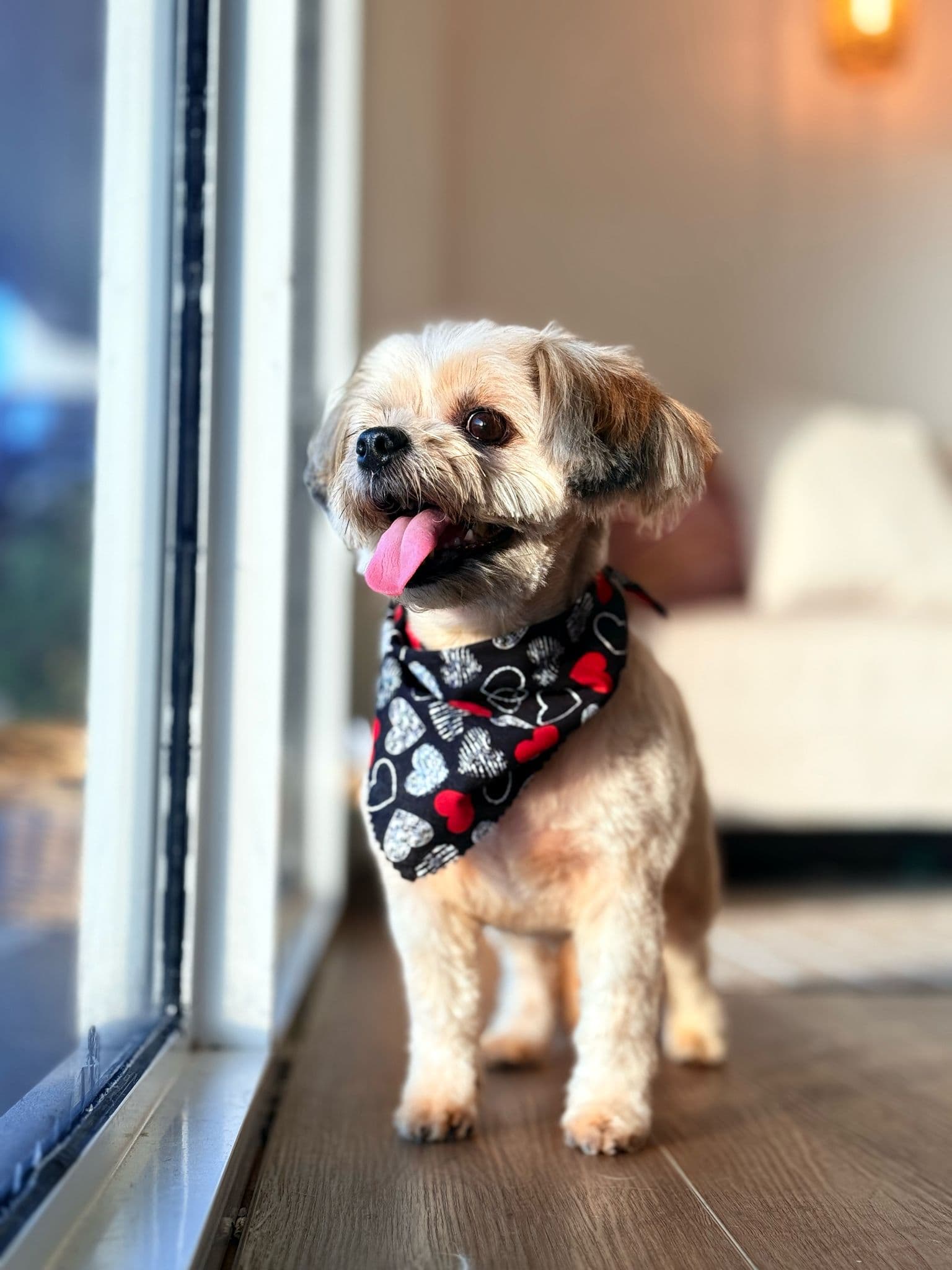 fur ever dog spa - Pet groomer in Fort Lauderdale, FL