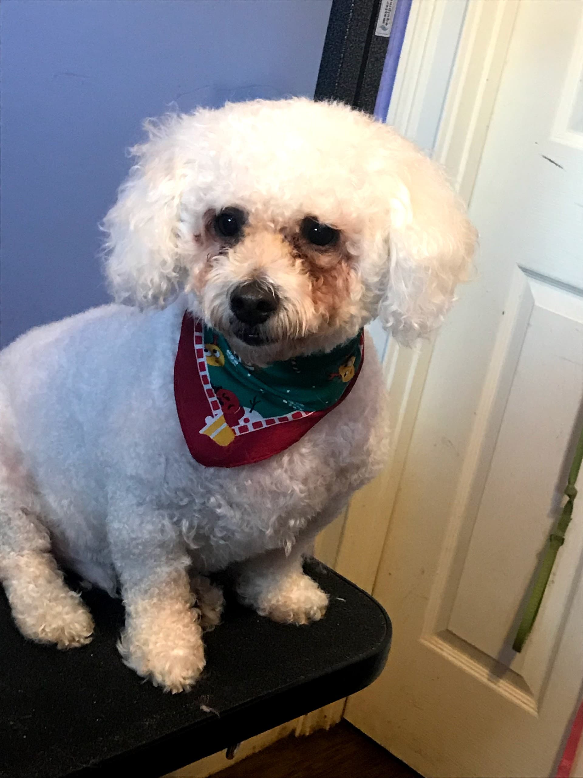 Pampered Lil Paws - Pet groomer in Murfreesboro, TN