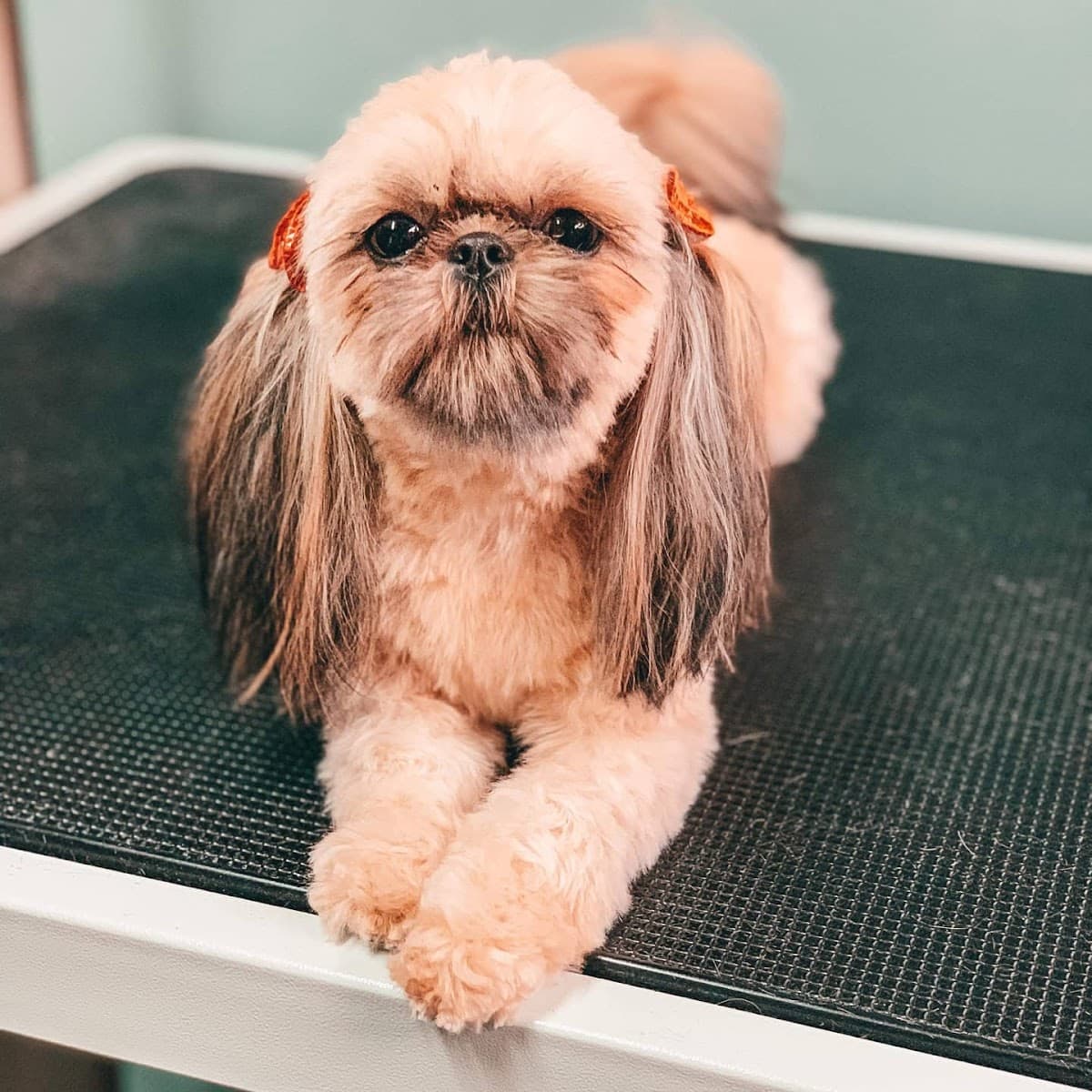 Happy Pooch Styling & Spa - Pet groomer in Lynden, WA