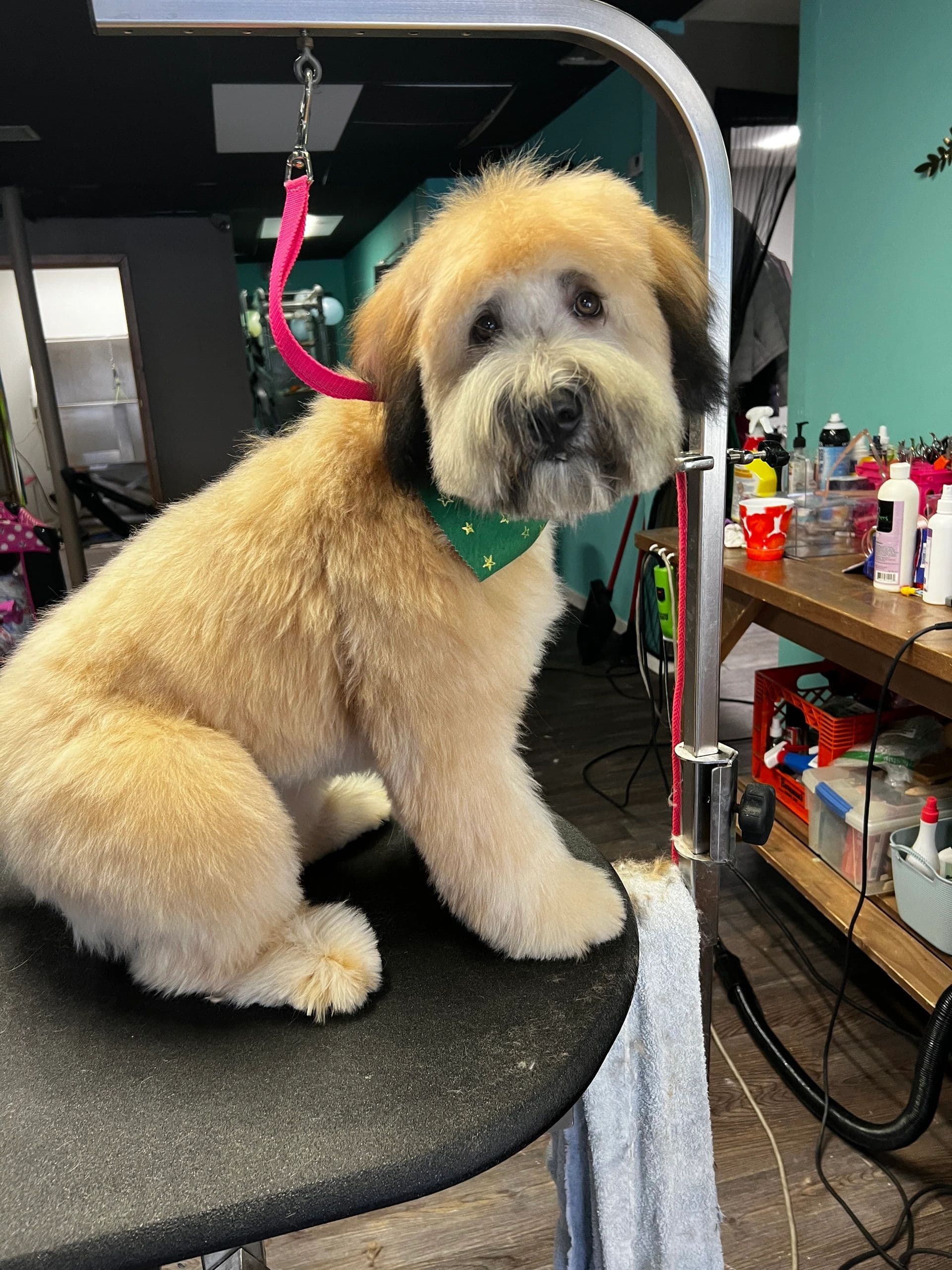 K9 Feline Master Cutz - Pet groomer in Chicago, IL