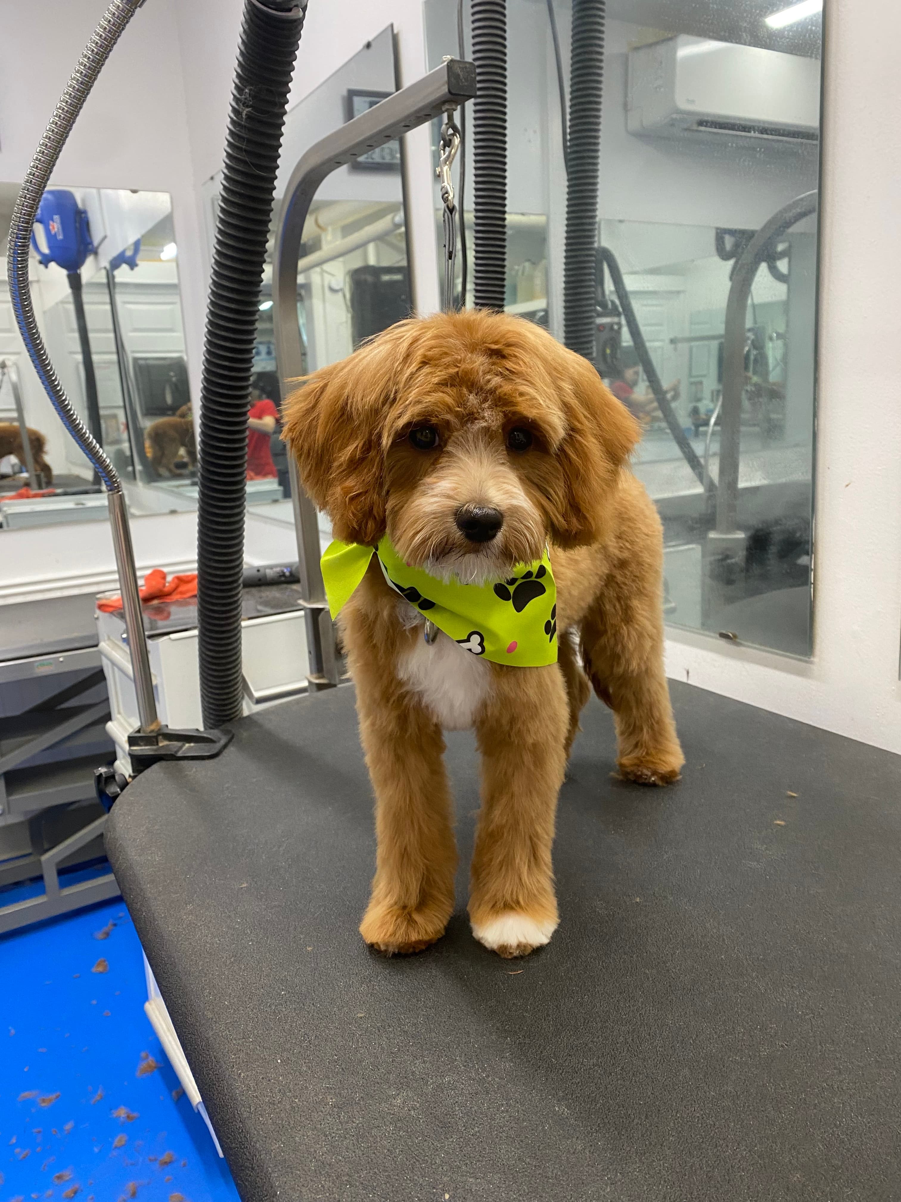 Walter's Pet Styles - Pet groomer in New York, NY