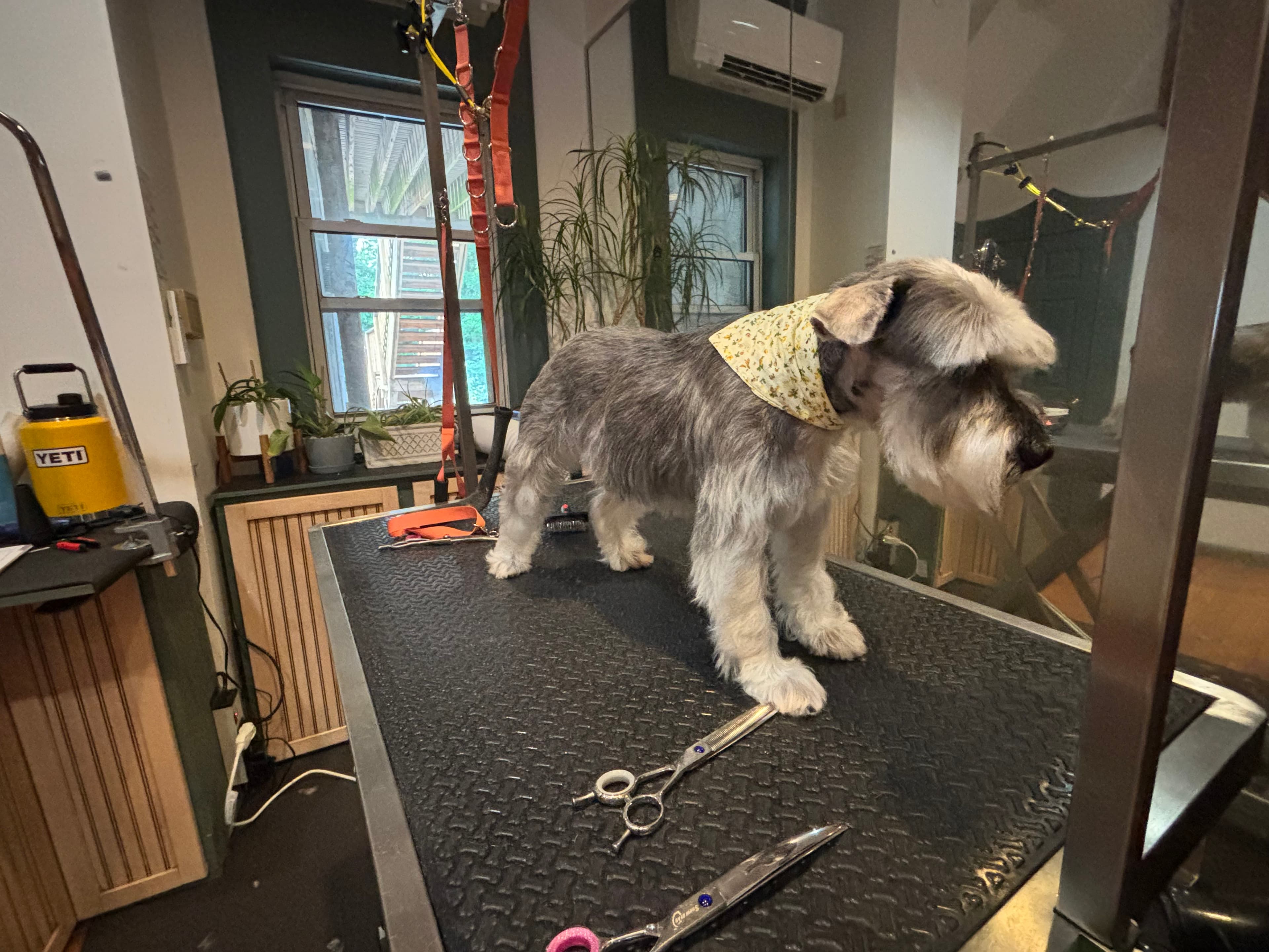 For My Dogs Grooming & Hygiene - Pet groomer in Philadelphia, PA