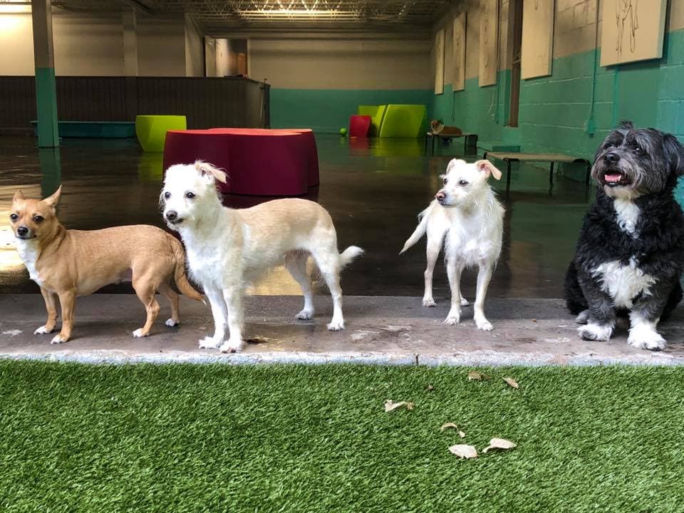 Club DiOGi - Pet groomer in Atlanta, GA