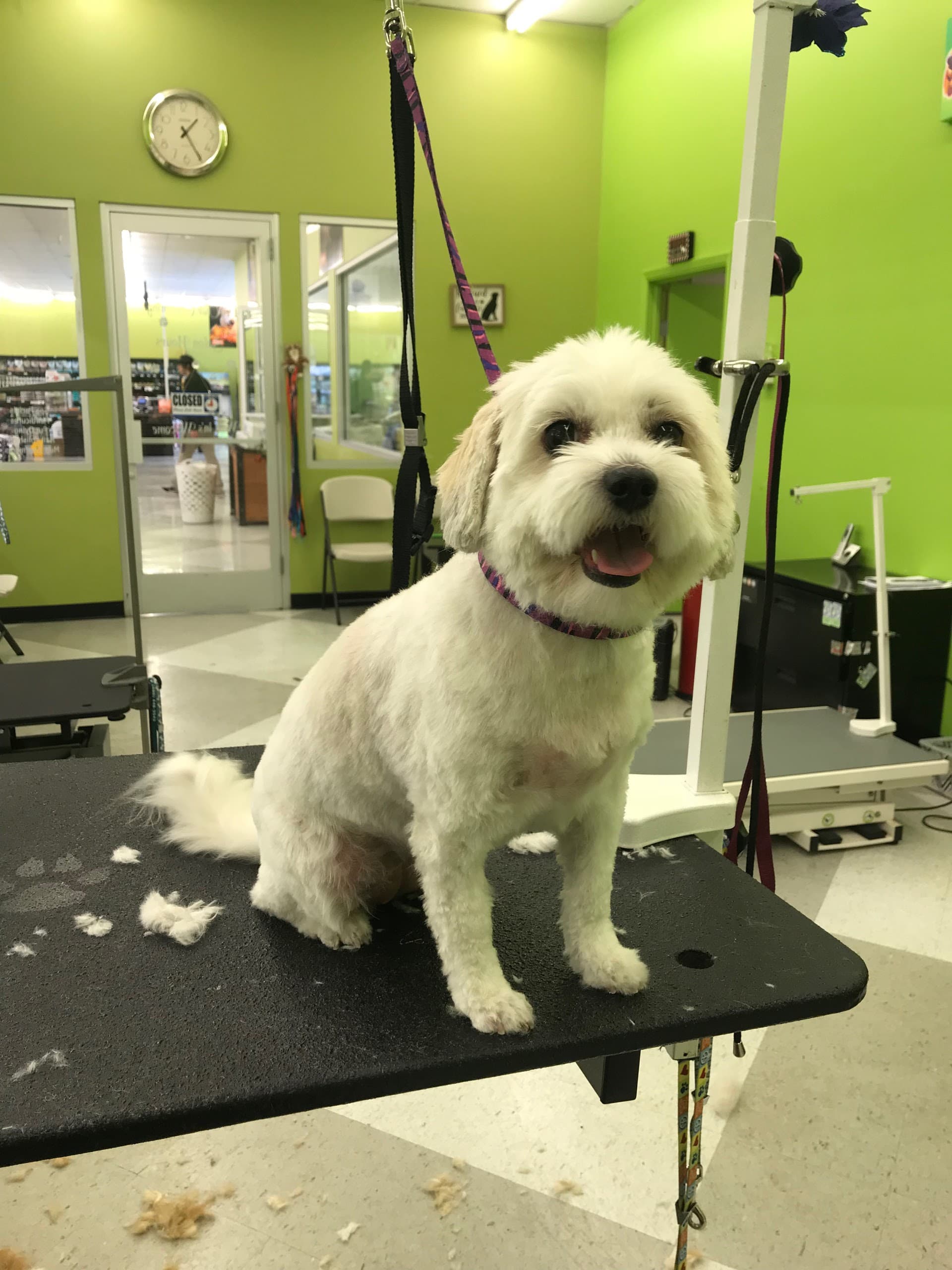 Paws with Claws Pet Spa & Resort - Pet groomer in Phoenix, AZ