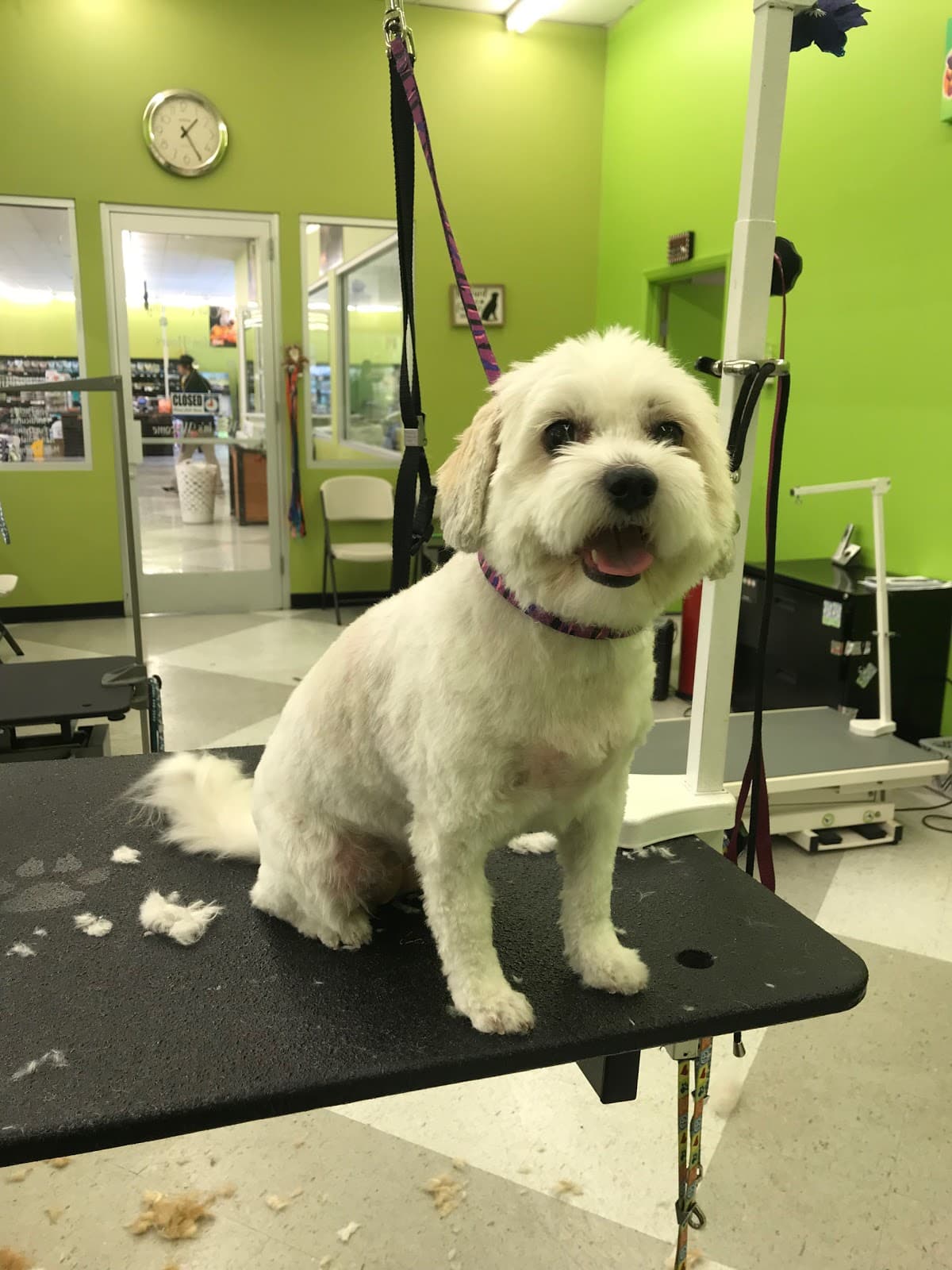 Paws with Claws Pet Spa & Resort - Pet groomer in Phoenix, AZ
