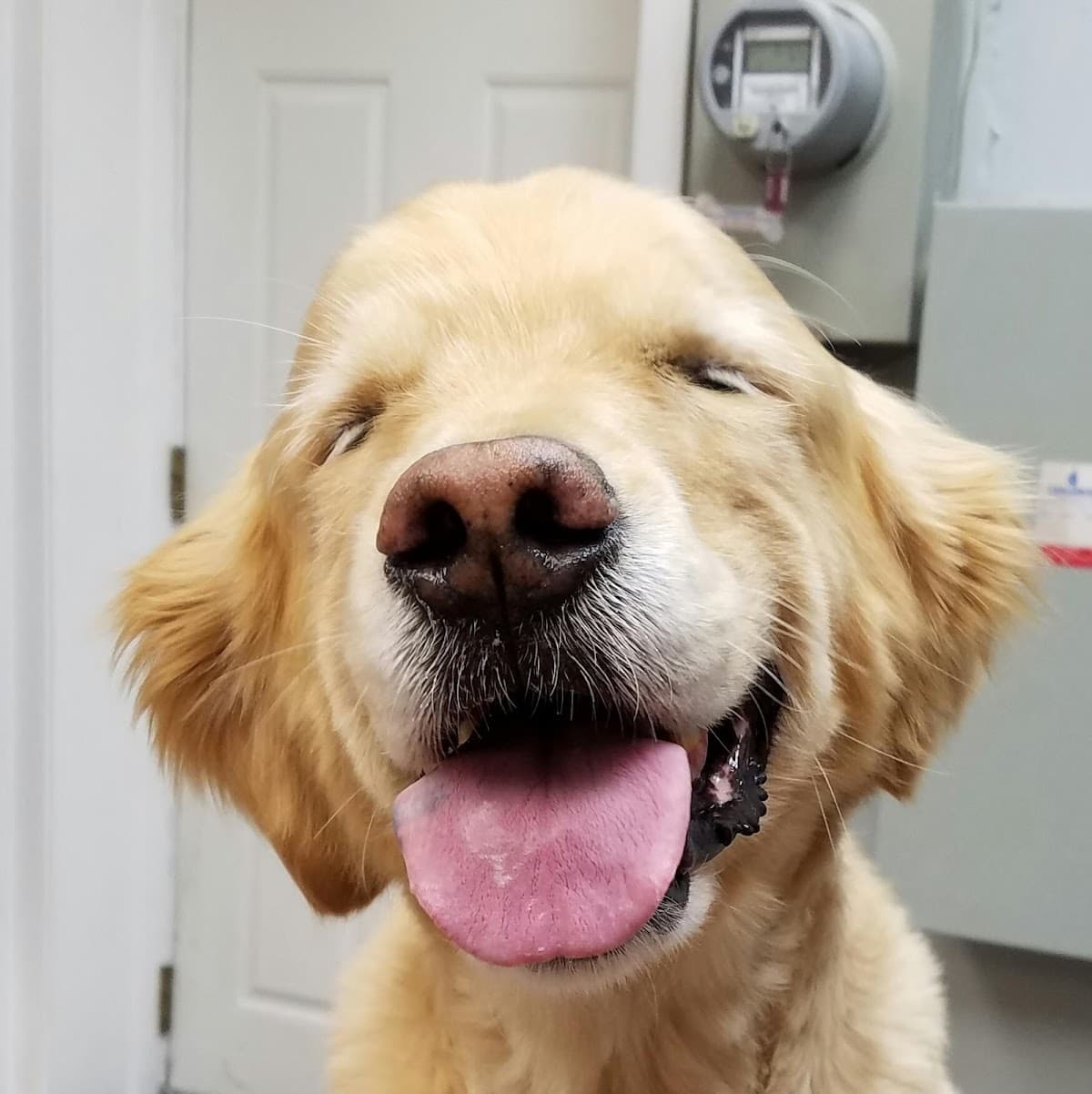 Twickenton Dog & Cat Grooming - Pet groomer in Dedham, MA