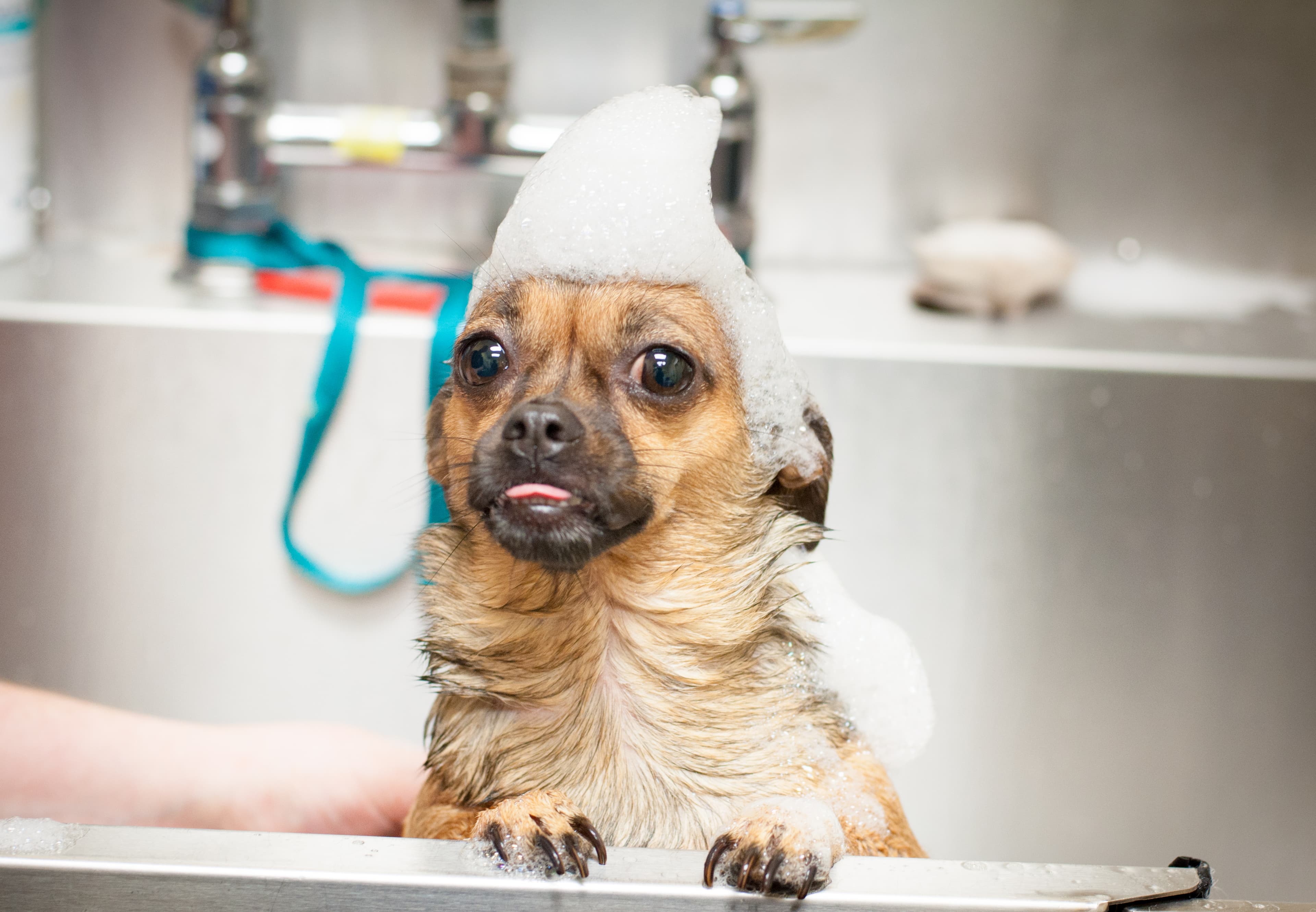 Prestige Pet Resort & Spa - Pet groomer in Gainesville, FL