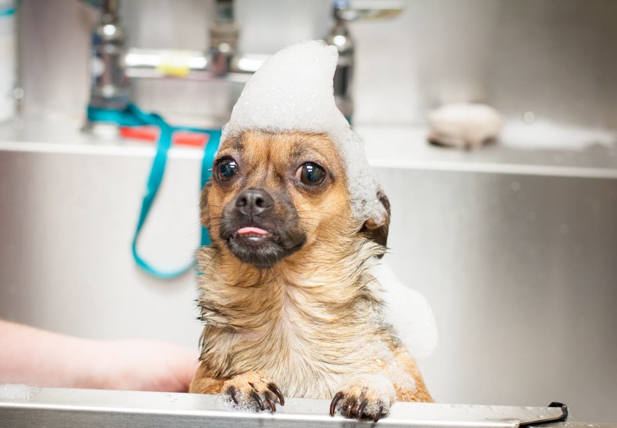 Prestige Pet Resort & Spa - Pet groomer in Gainesville, FL