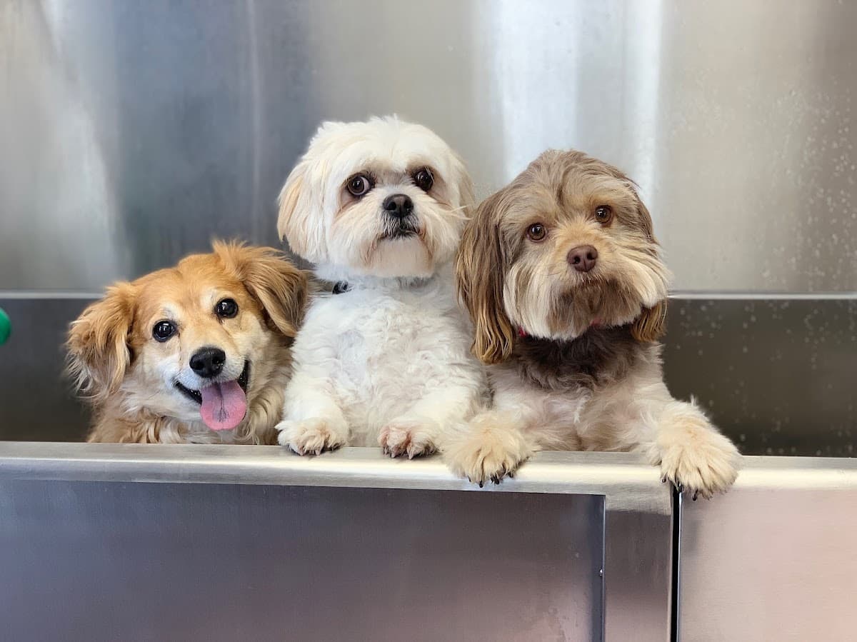 Wenatchee’s Pet Spaw - Pet groomer in Wenatchee, WA
