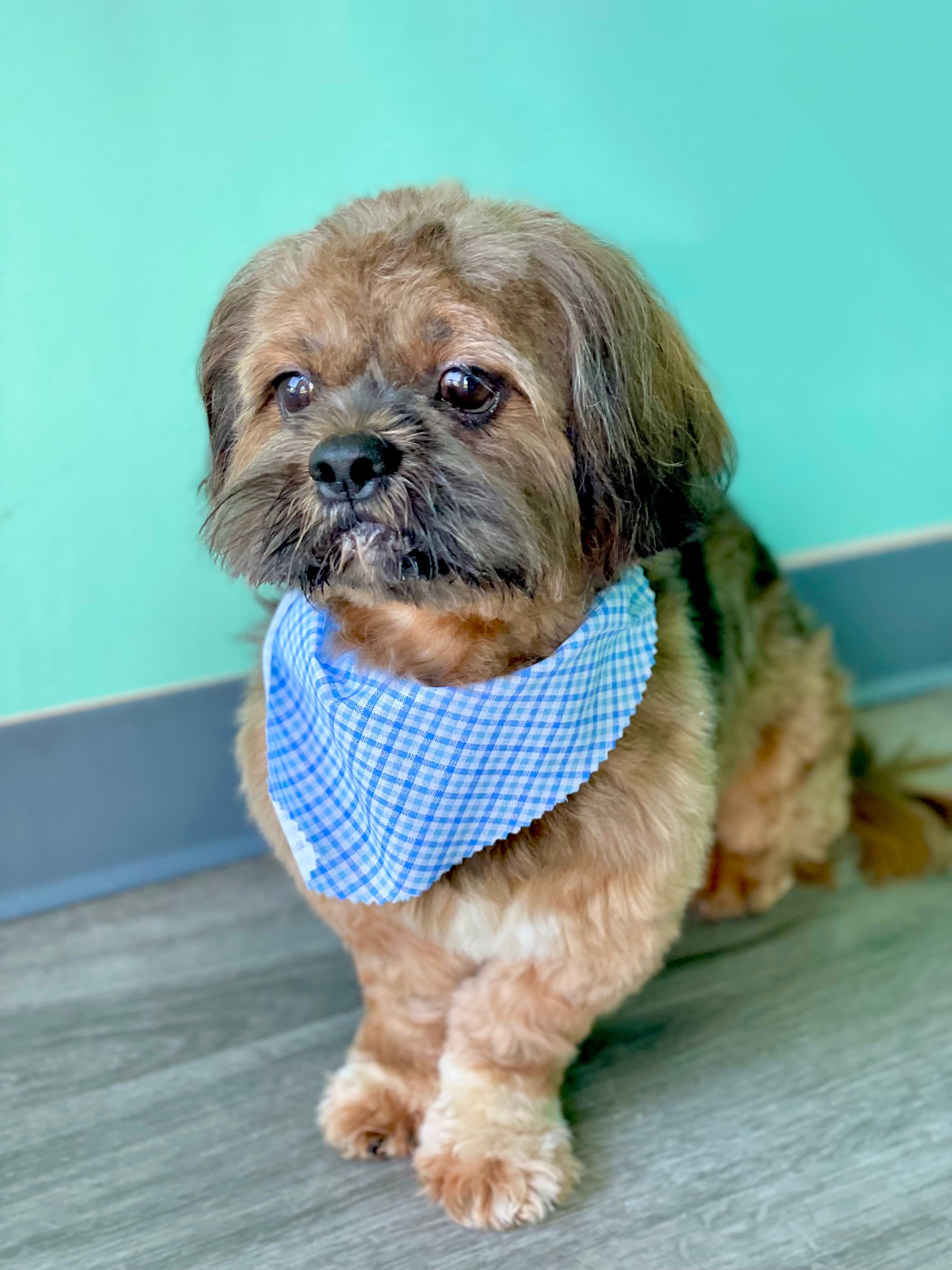 Sadie's Grooming - Pet groomer in Dallas, TX