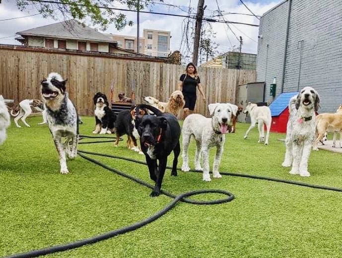 Wag'n World - Pet groomer in Houston, TX