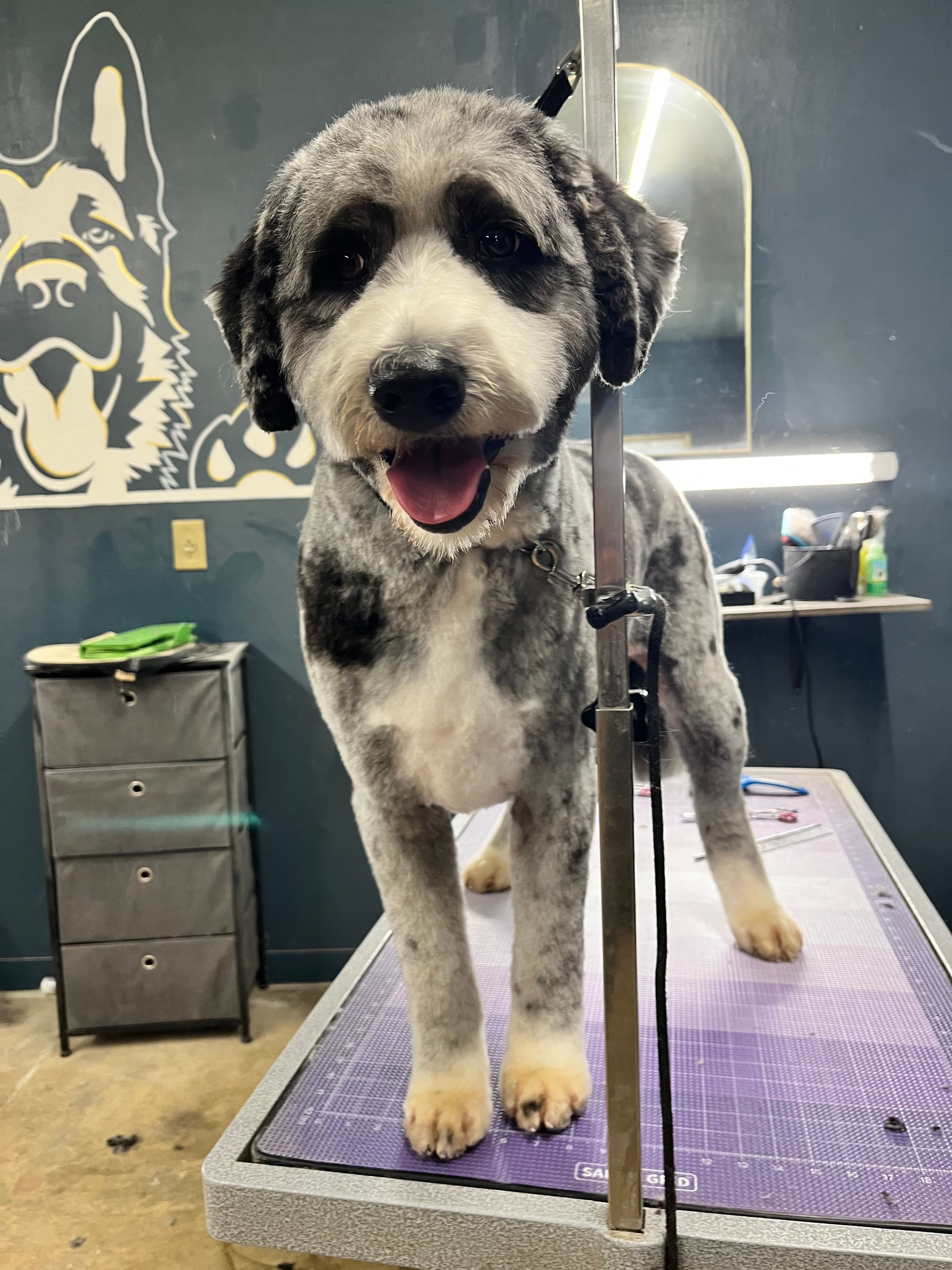 Shaggy to Chic Grooming - Pet groomer in Portland, OR