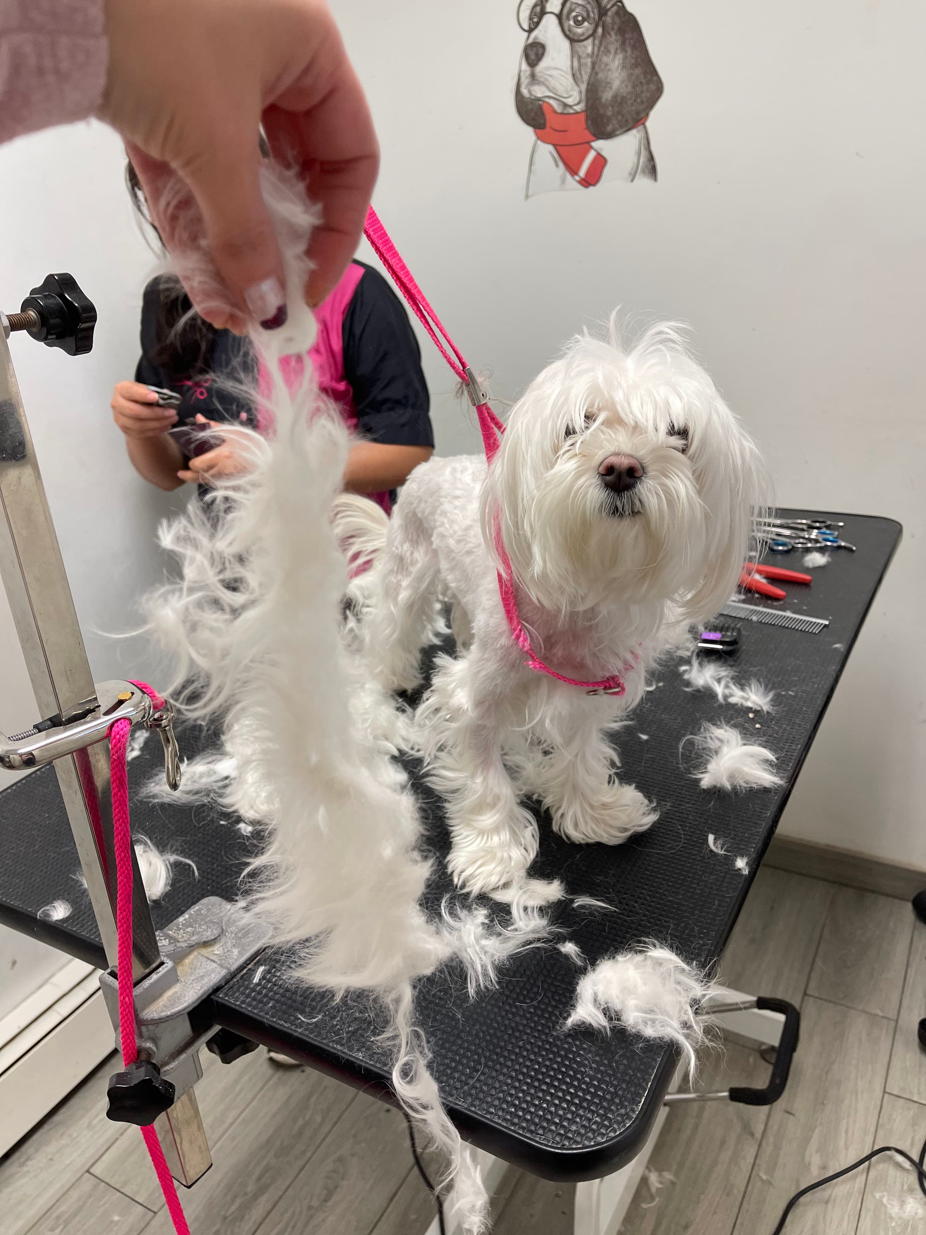 Snip Dogg Doggy Spa - Pet groomer in Richmond Hill, NY