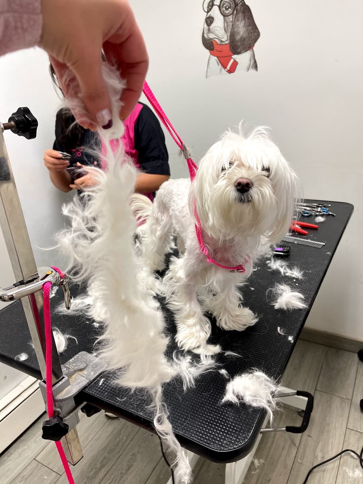 Snip Dogg Doggy Spa - Pet groomer in Richmond Hill, NY