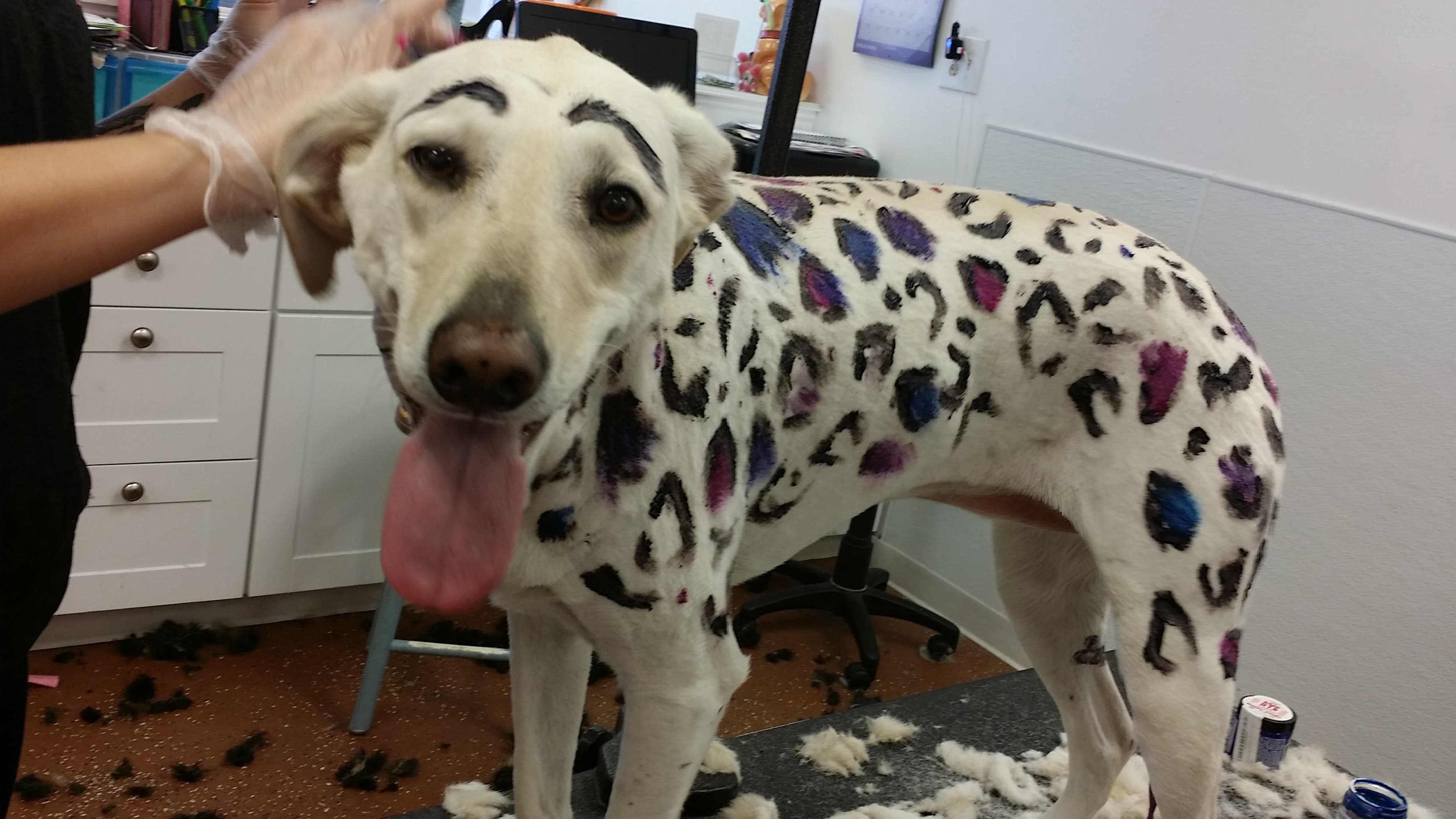 Anne's Doggy Spa LLC. - Pet groomer in Columbia, IL