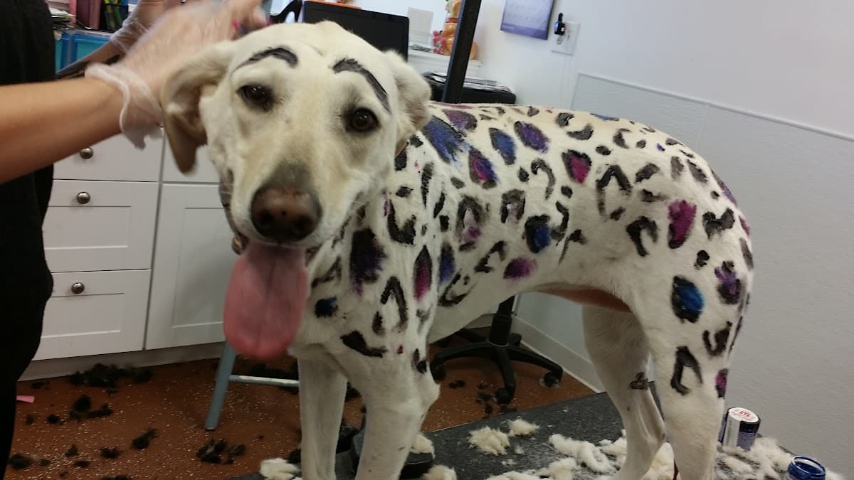 Anne's Doggy Spa LLC. - Pet groomer in Columbia, IL