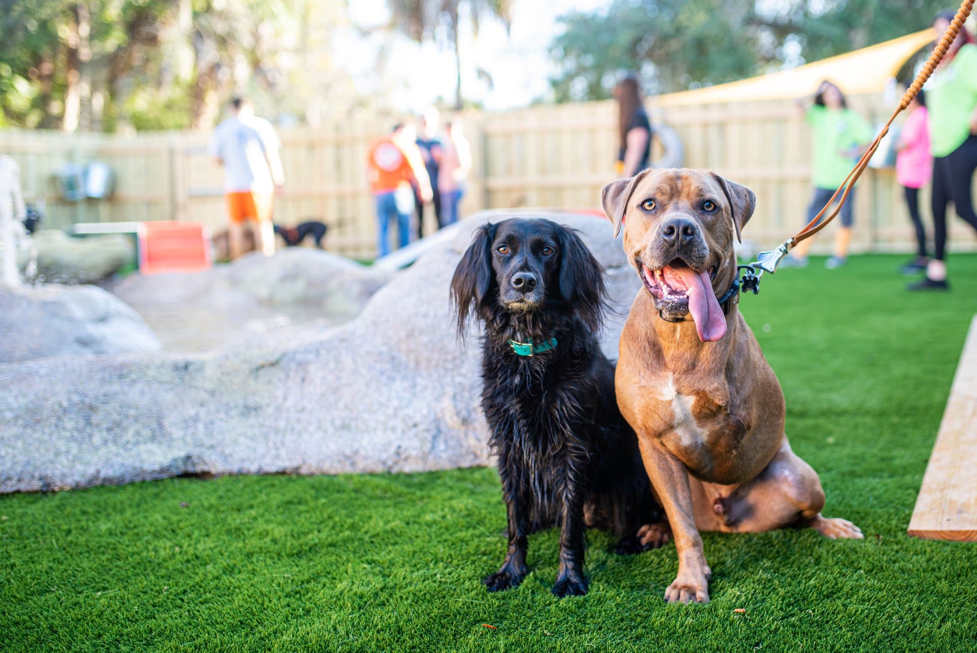 Camp Run-A-Mutt Gainesville - Pet groomer in Gainesville, FL