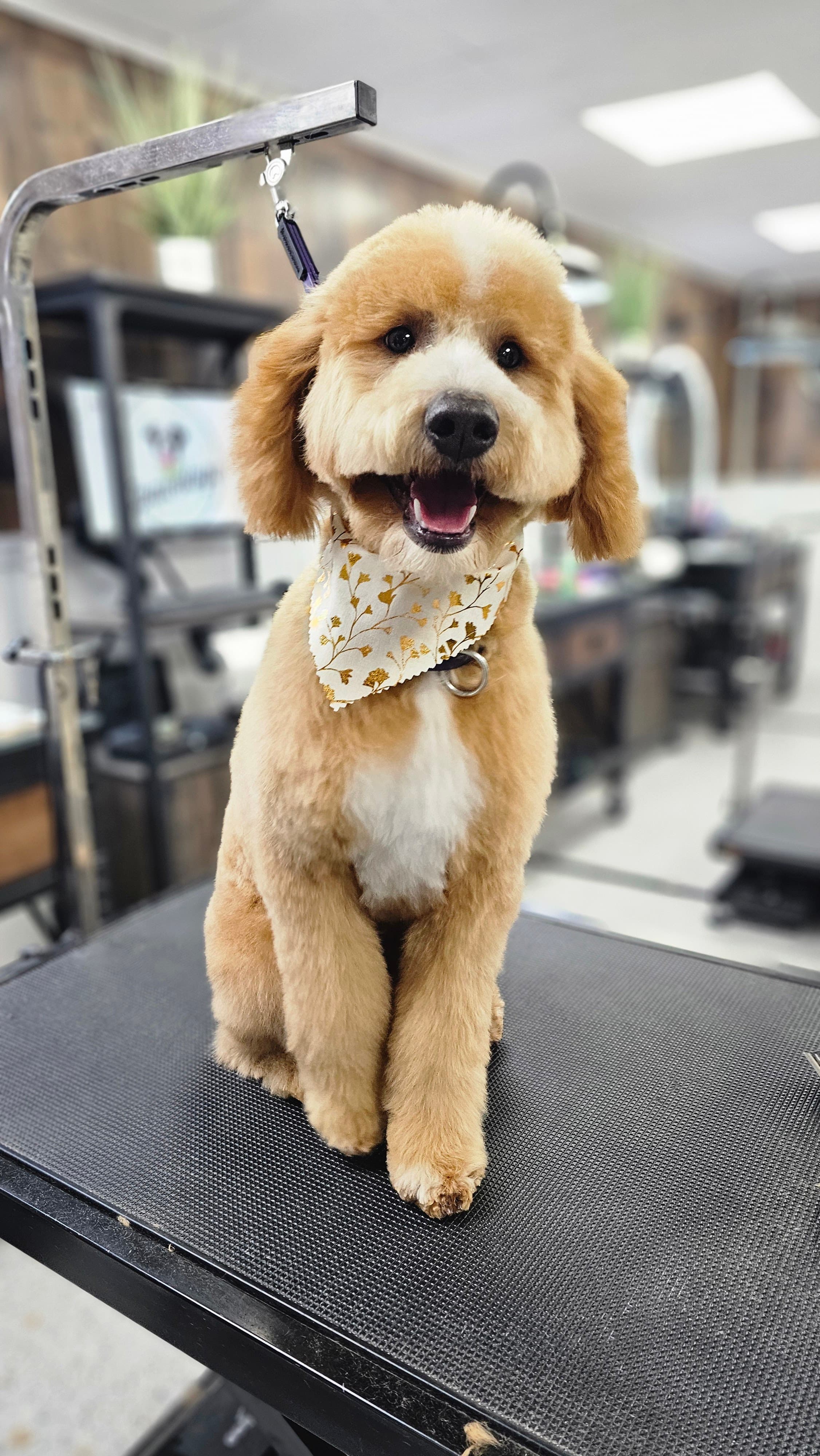 Spawology Pet Grooming Salon - Pet groomer in Denver, CO