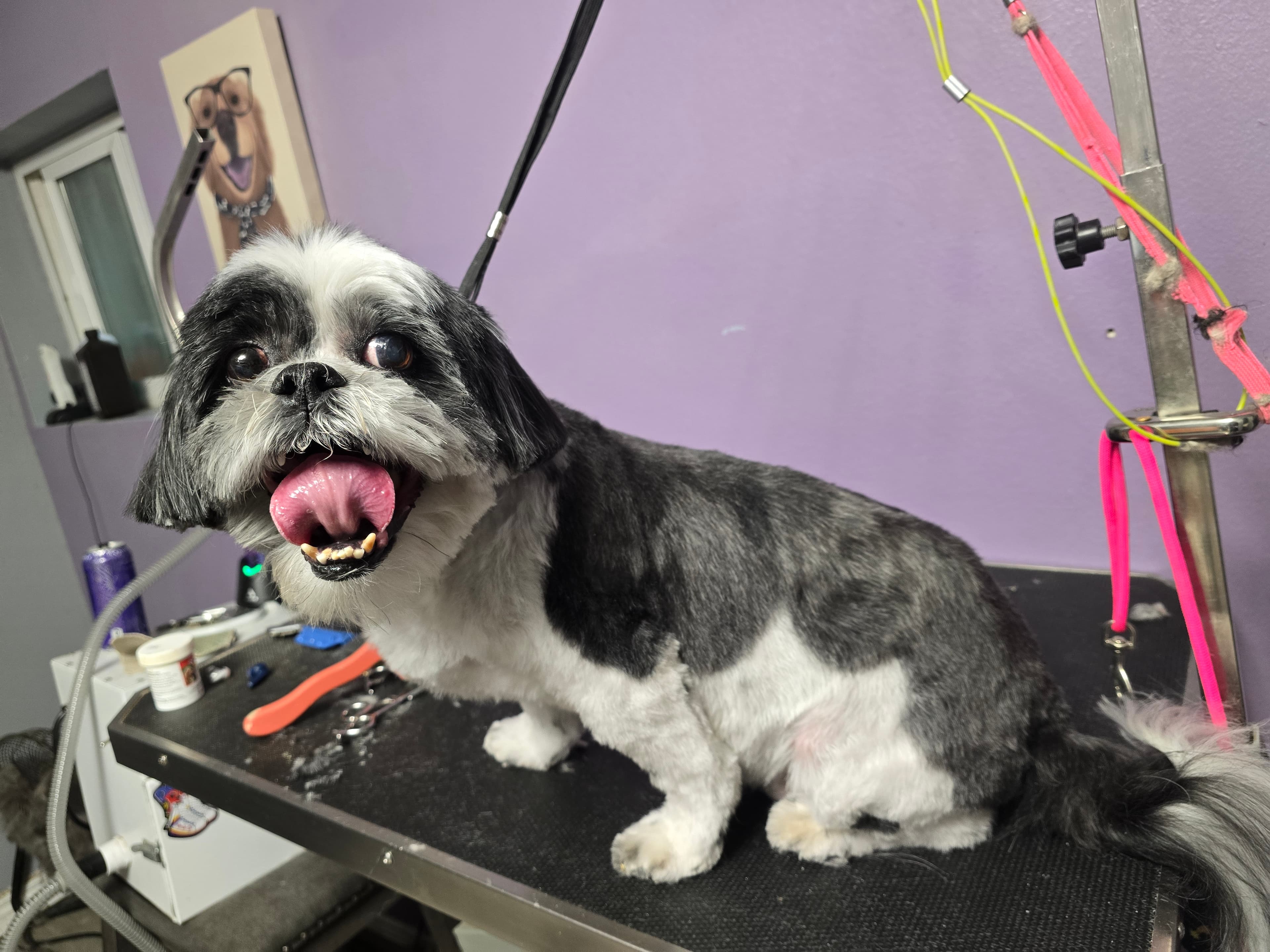 Hair Of The Dog Pet Grooming - Pet groomer in Aurora, CO