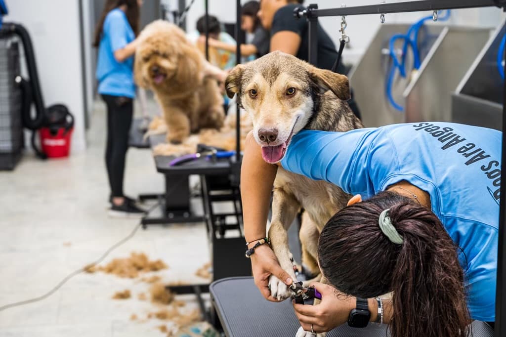 BarkSuds Westchase - Pet groomer in Tampa, FL
