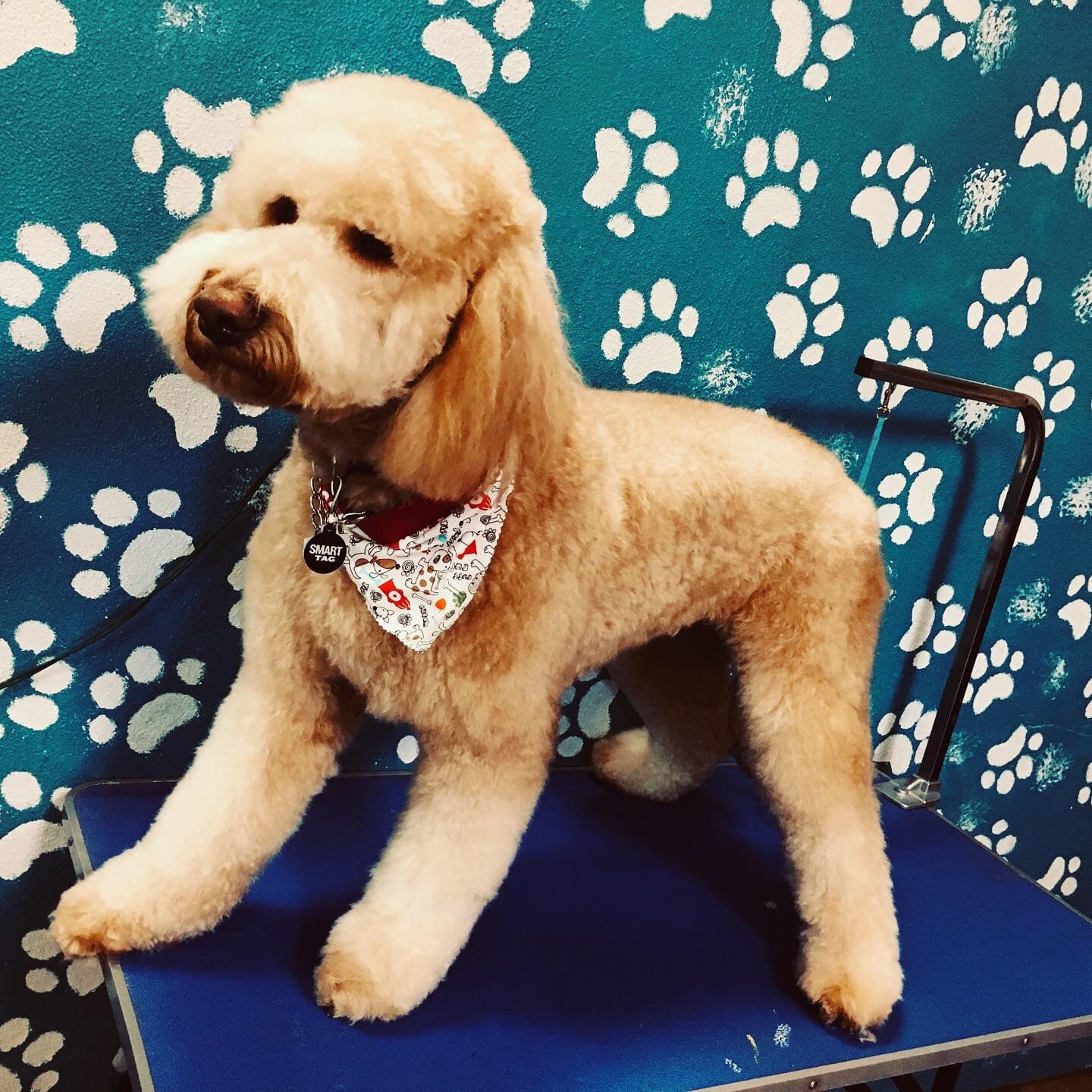 Precious and Snoopy Pet Salon - Pet groomer in Houston, TX