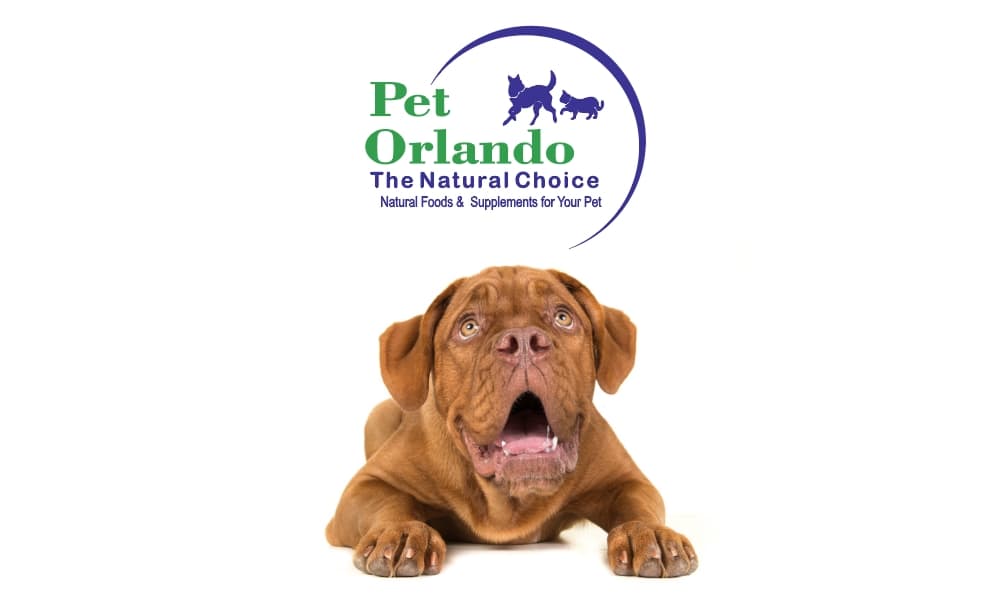 Pet Orlando - Pet groomer in Orlando, FL