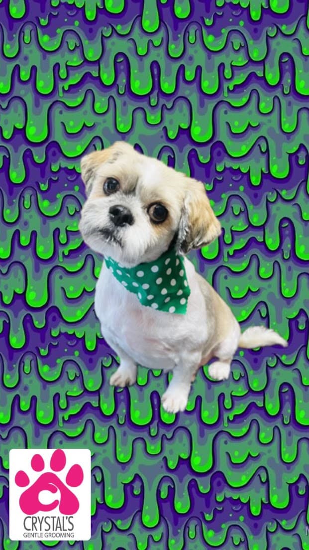 Crystal’s Gentle Grooming - Pet groomer in San Antonio, TX