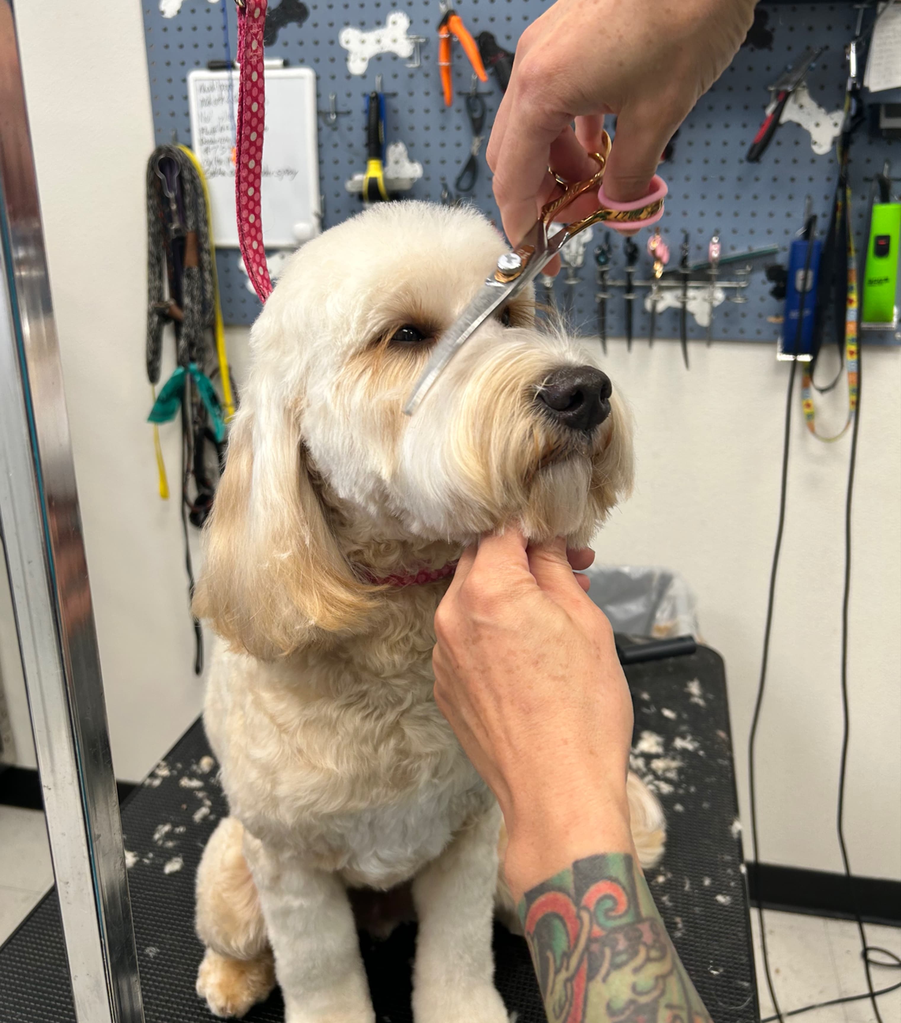 The Pawsh Dog Grooming Salon - Pet groomer in Sacramento, CA