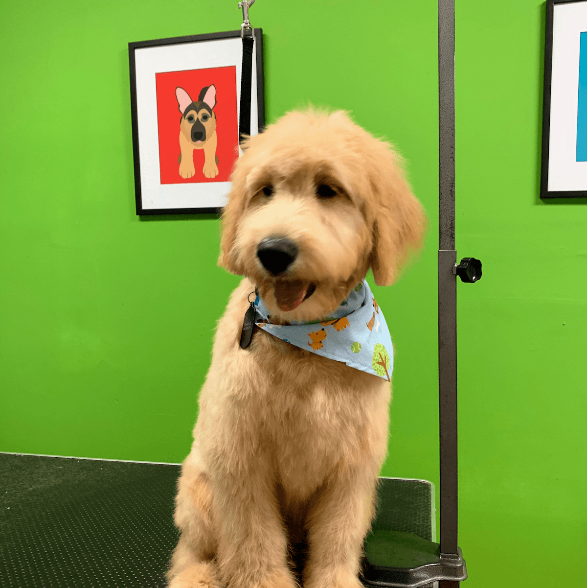 Fuzzy Butts LLC - Pet groomer in Cincinnati, OH