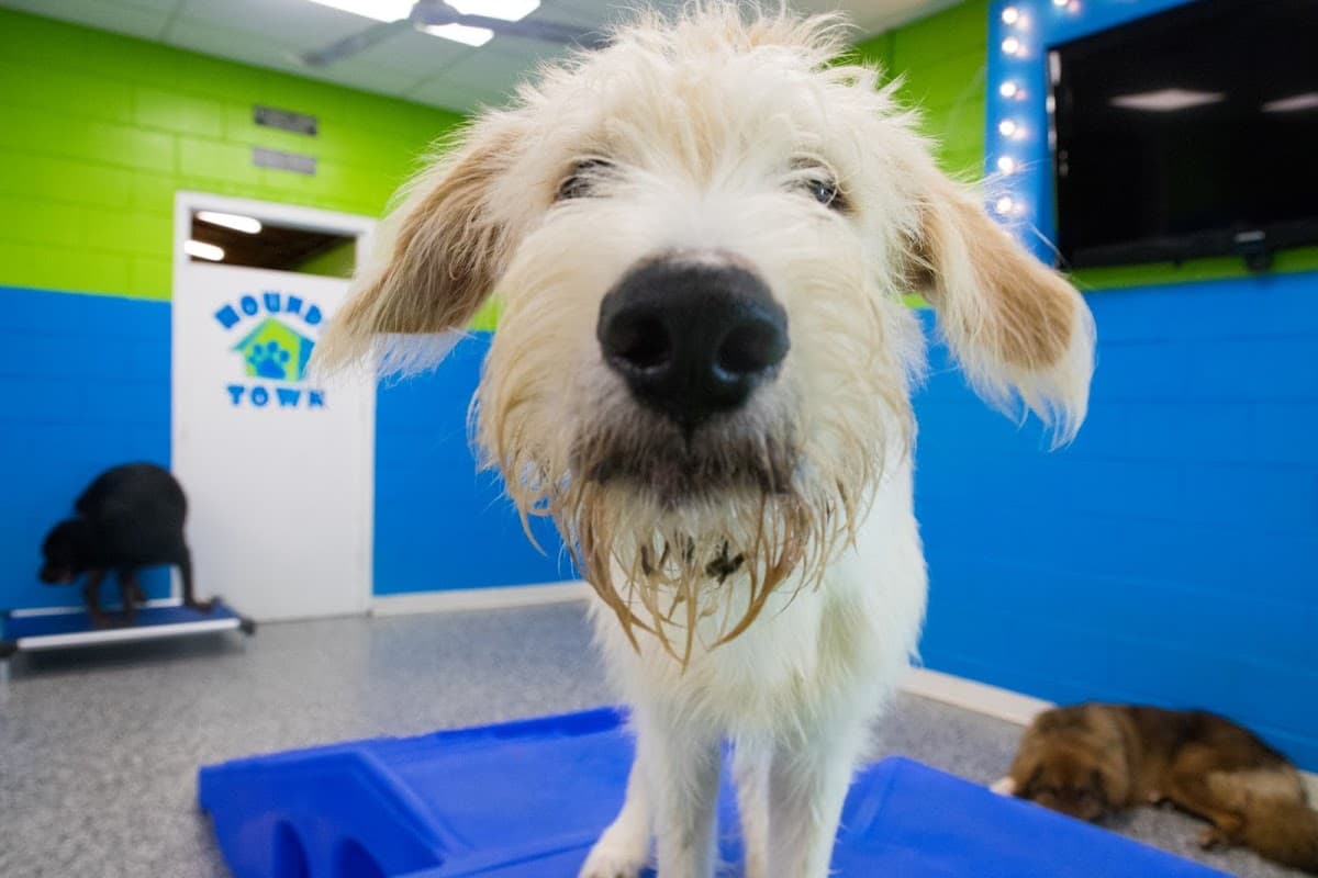 Hounds Town - Smyrna - Pet groomer in Smyrna, TN