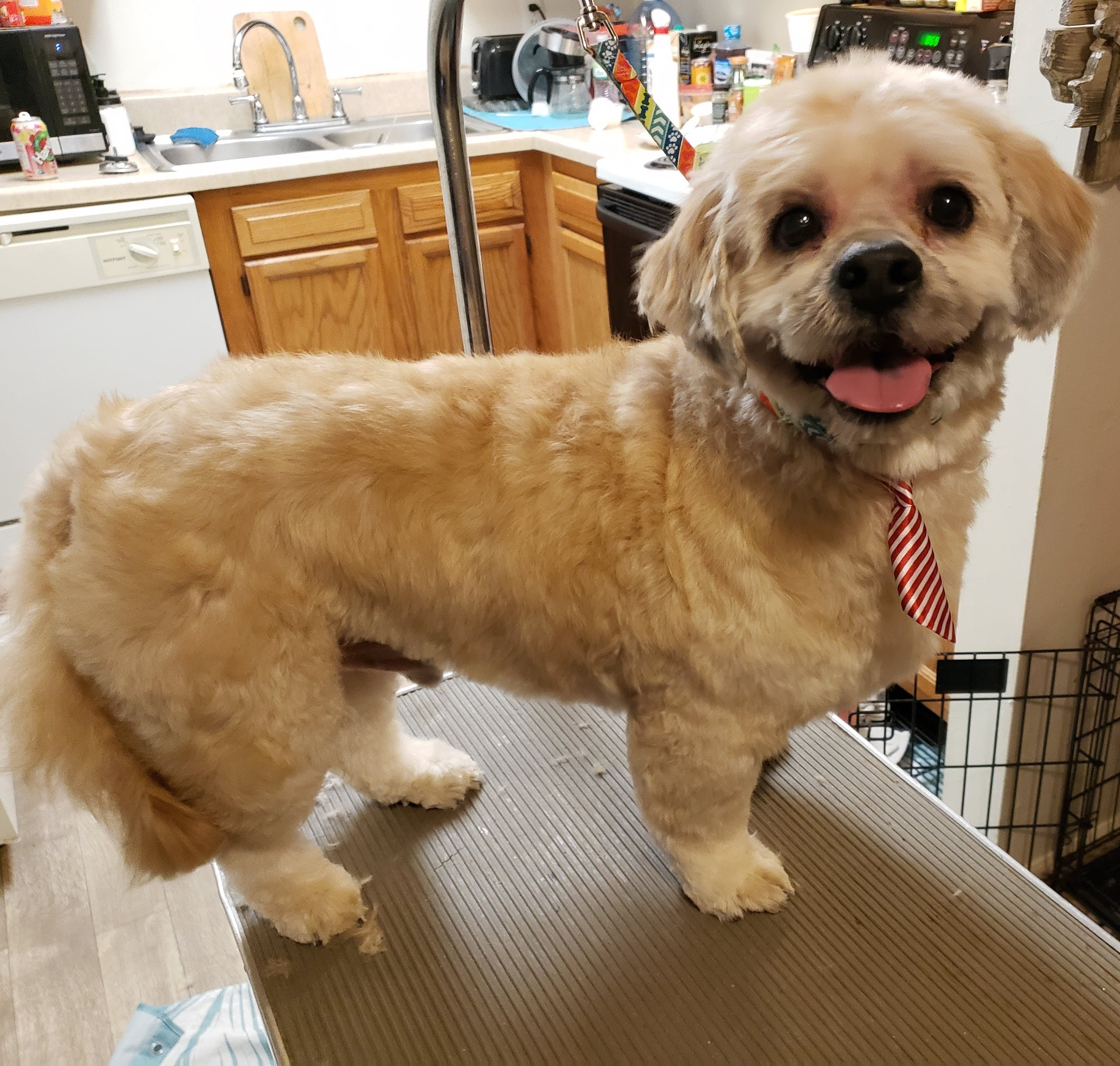 Cruelty Free Dog Grooming and Pet Taxi - Pet groomer in Indianapolis, IN