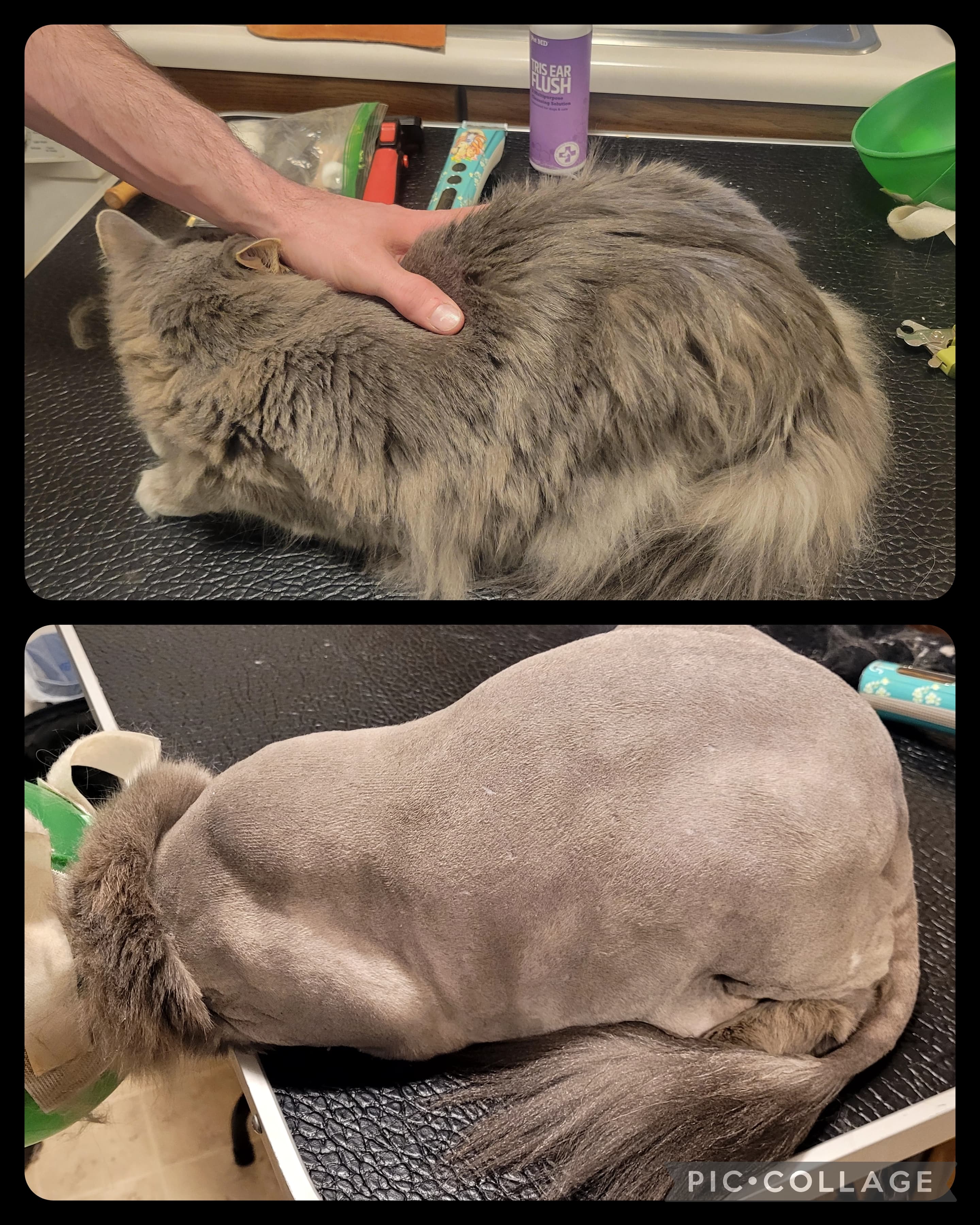 Purrr Luxury Cat Grooming - Pet groomer in St Paul, MN