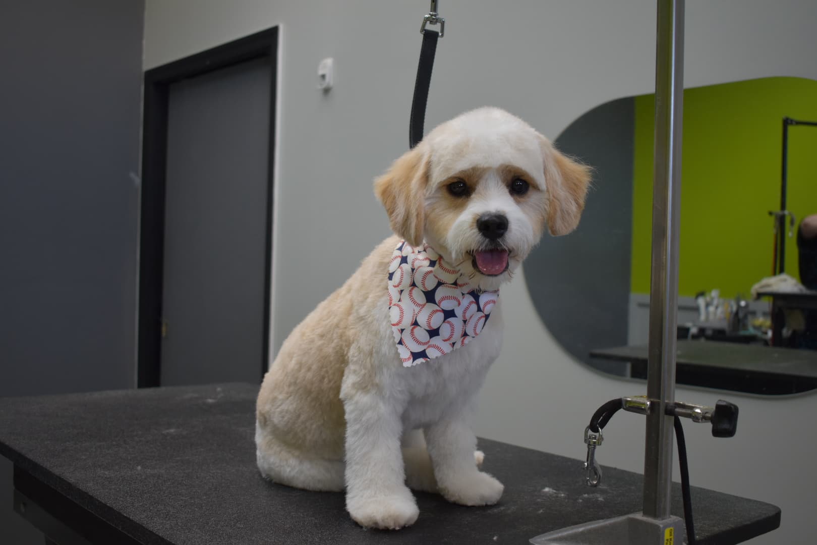 Hair of the Dog - Pet groomer in Phoenix, AZ