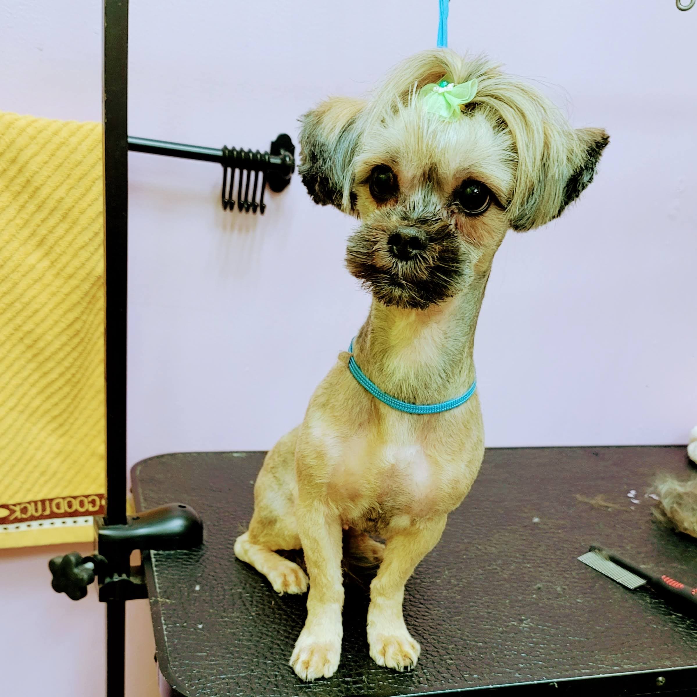 MY PET & I GROOMING inc - Pet groomer in Ridgewood, NY
