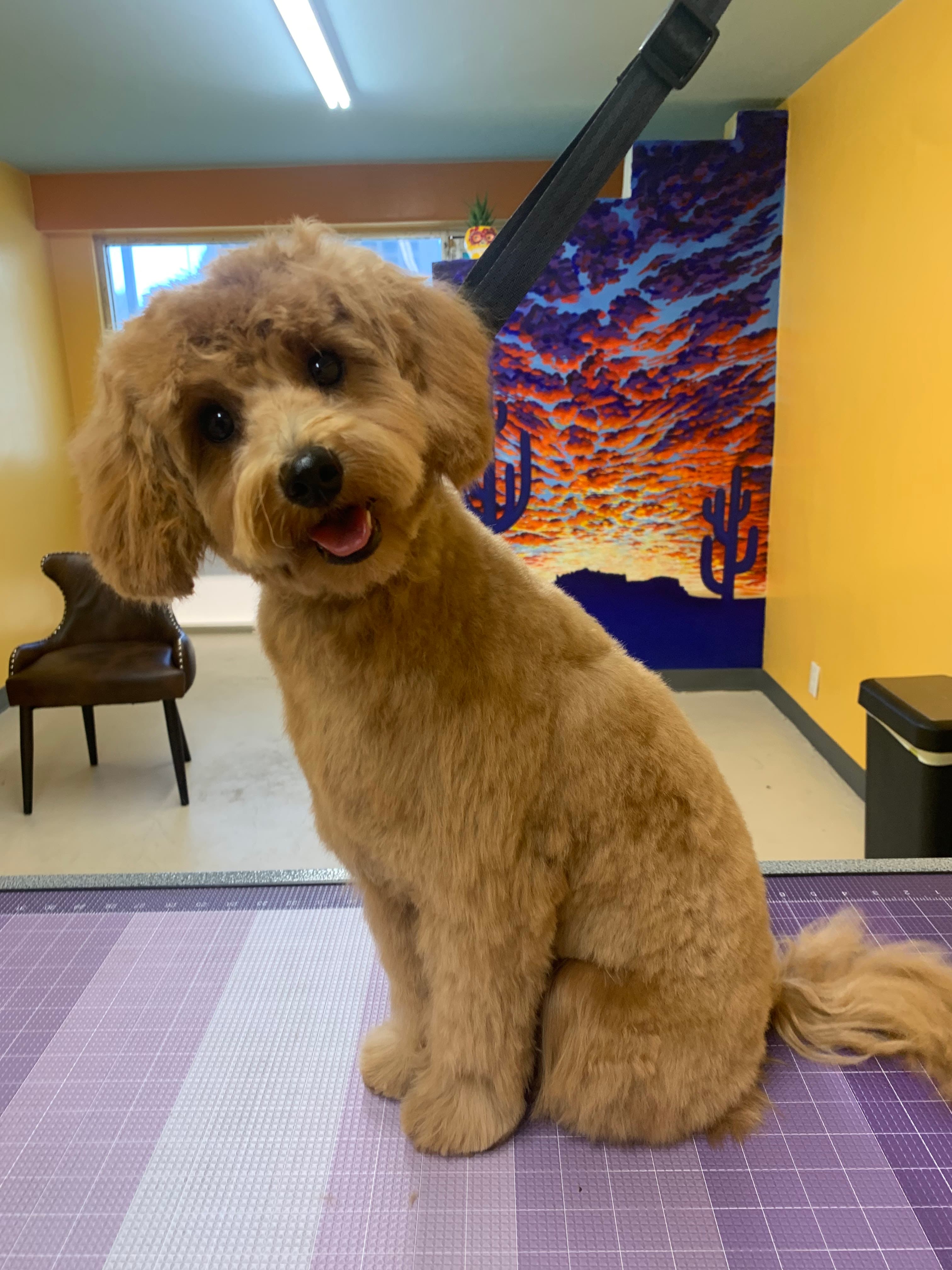 Lucky Dog Spa - Pet groomer in Phoenix, AZ